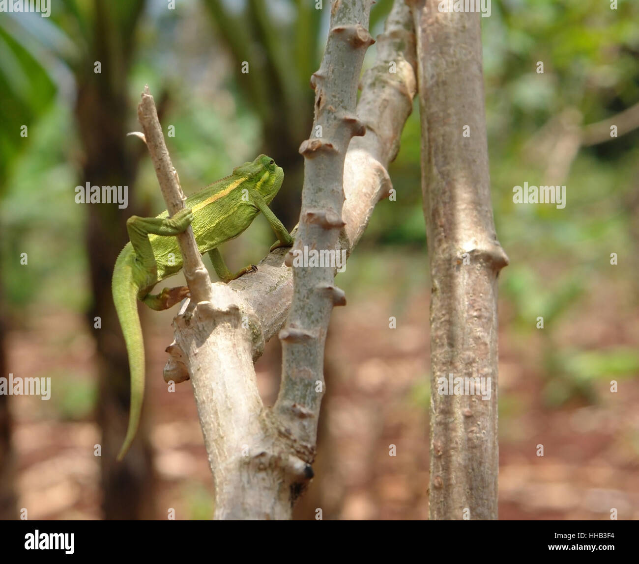 Un caméléon assis sur une branche en Ouganda (Afrique) en face de l'arrière-plan la végétation floue Banque D'Images
