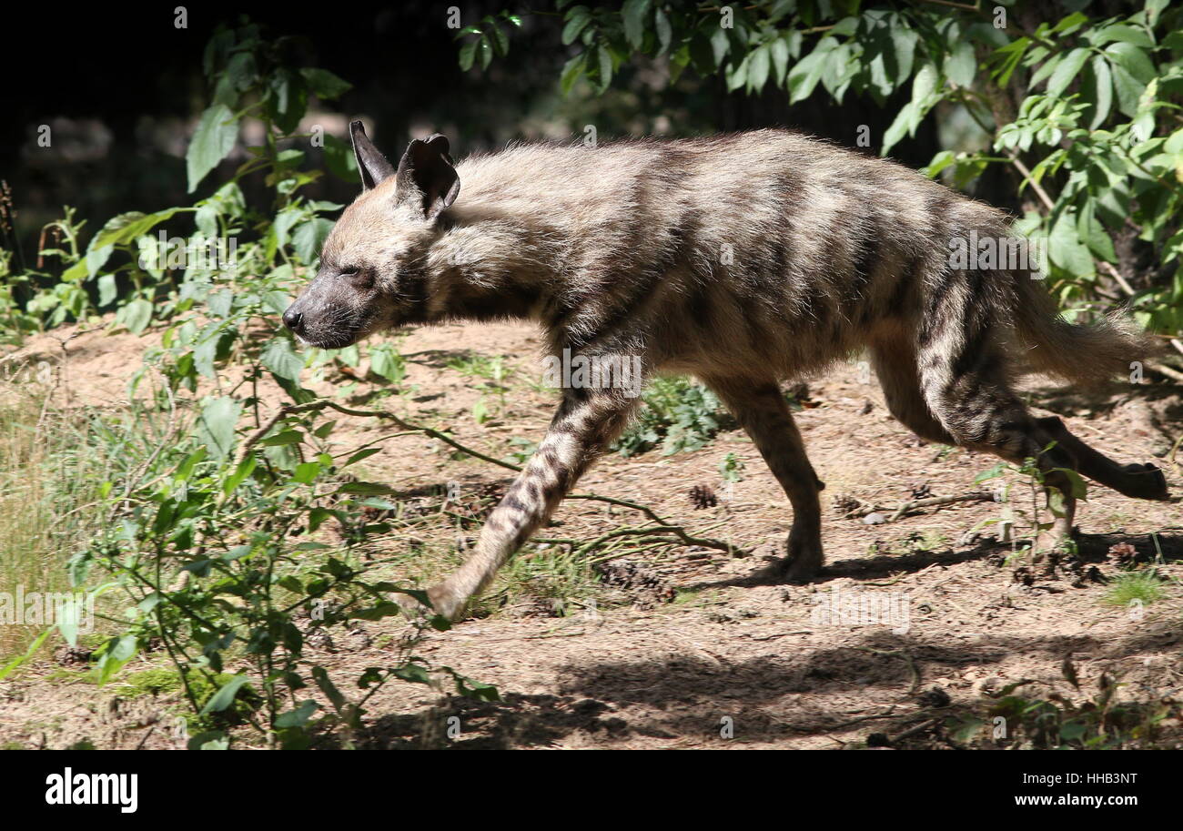 Hyène rayée (Hyaena hyaena), originaire d'Afrique du Nord pour le sous-continent indien Banque D'Images