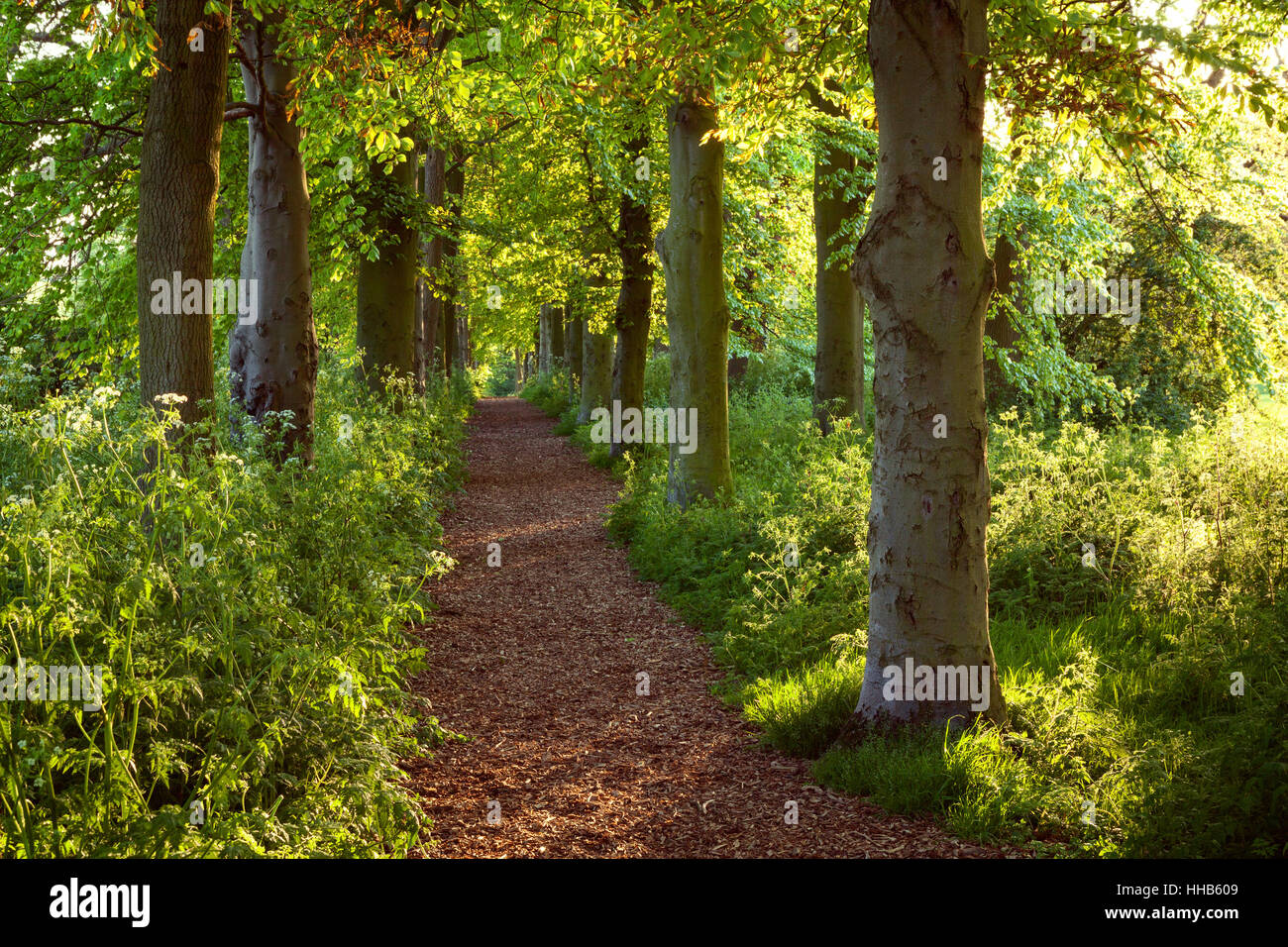 Baysgarth, Parc Barton upon Humber, Nord du Lincolnshire, au Royaume-Uni. Printemps, mai 2015. Banque D'Images