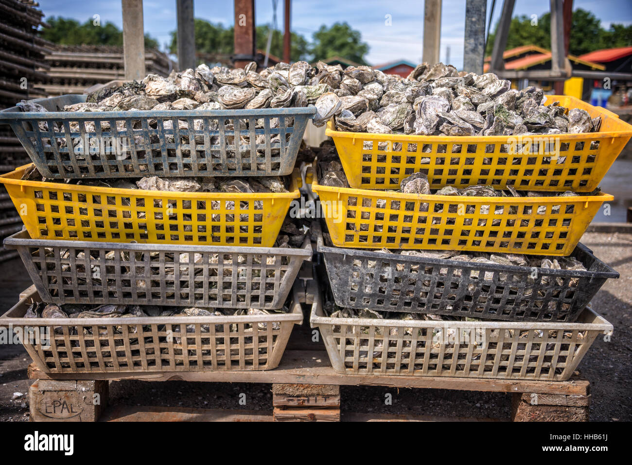Les paniers d'huîtres dans le port de La Teste, bassin d'Arcachon, France Banque D'Images