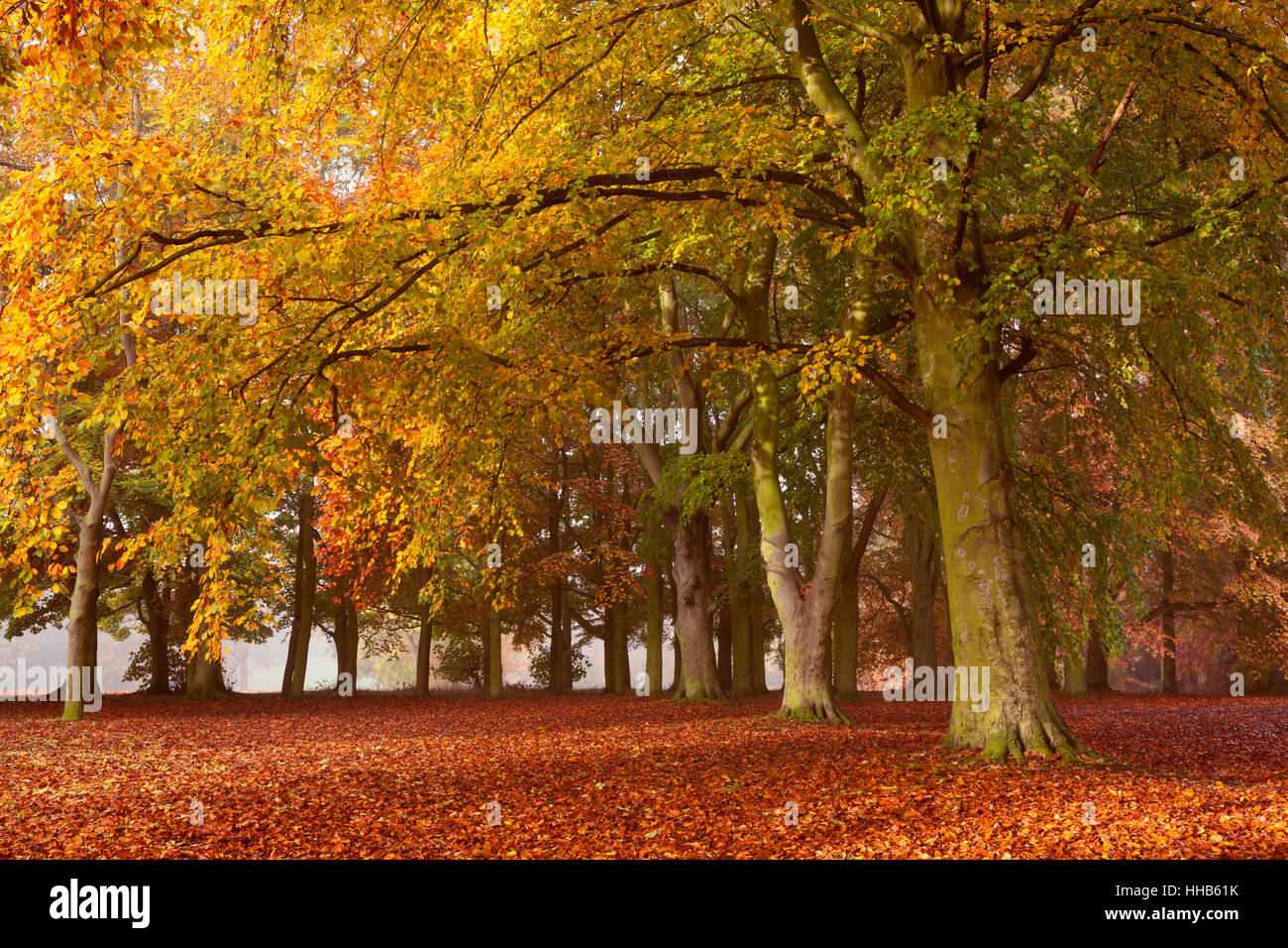 Baysgarth Park, Barton-upon-Humber, Nord du Lincolnshire, au Royaume-Uni. L'automne, novembre 2015. Banque D'Images
