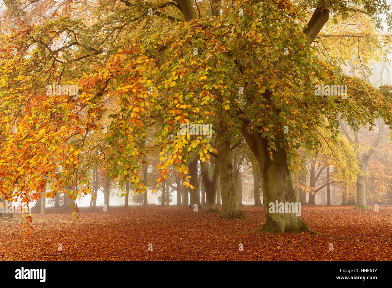Baysgarth Park, Barton-upon-Humber, Nord du Lincolnshire, au Royaume-Uni. De l'automne. Banque D'Images