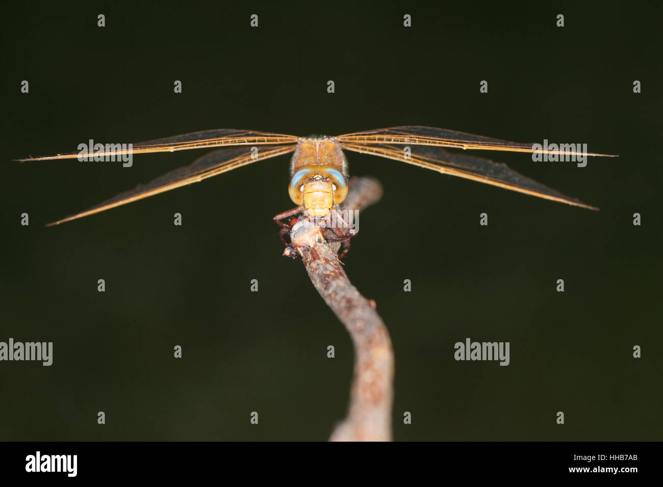 Brown (Hawker Aeshna grandis) adultes : libellule perchée sur un bâton, éclairé par flash Banque D'Images