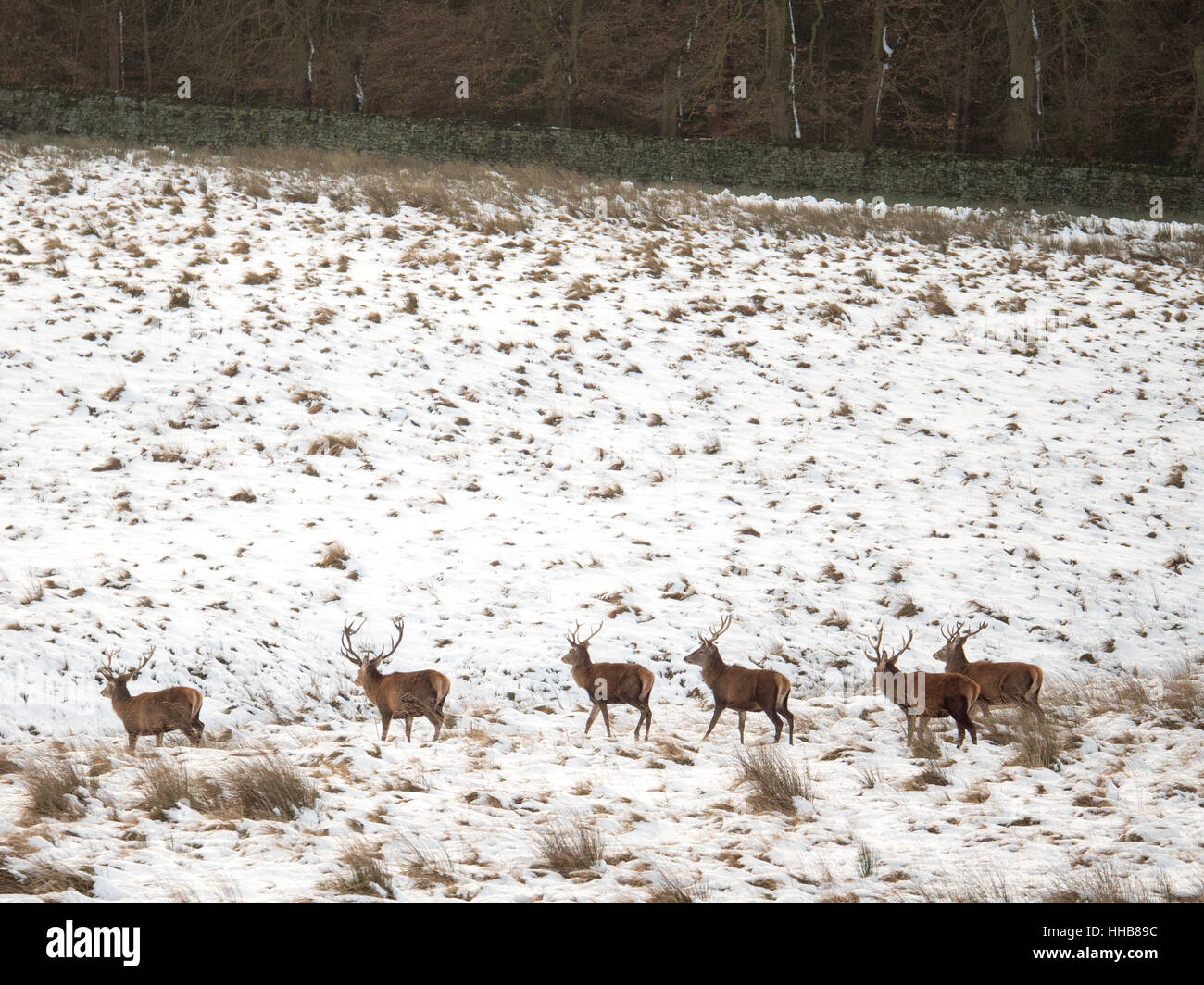 A entendu parler de Red Deer à pied à travers la neige à Lyme Park dans le Cheshire Banque D'Images