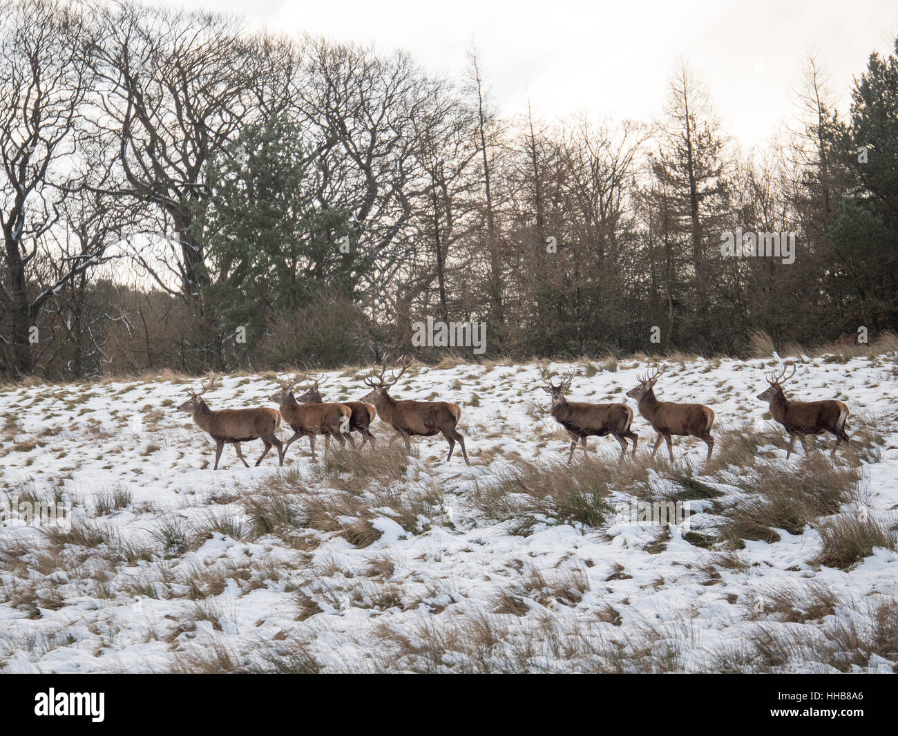 A entendu parler de Red Deer à pied à travers la neige à Lyme Park dans le Cheshire Banque D'Images