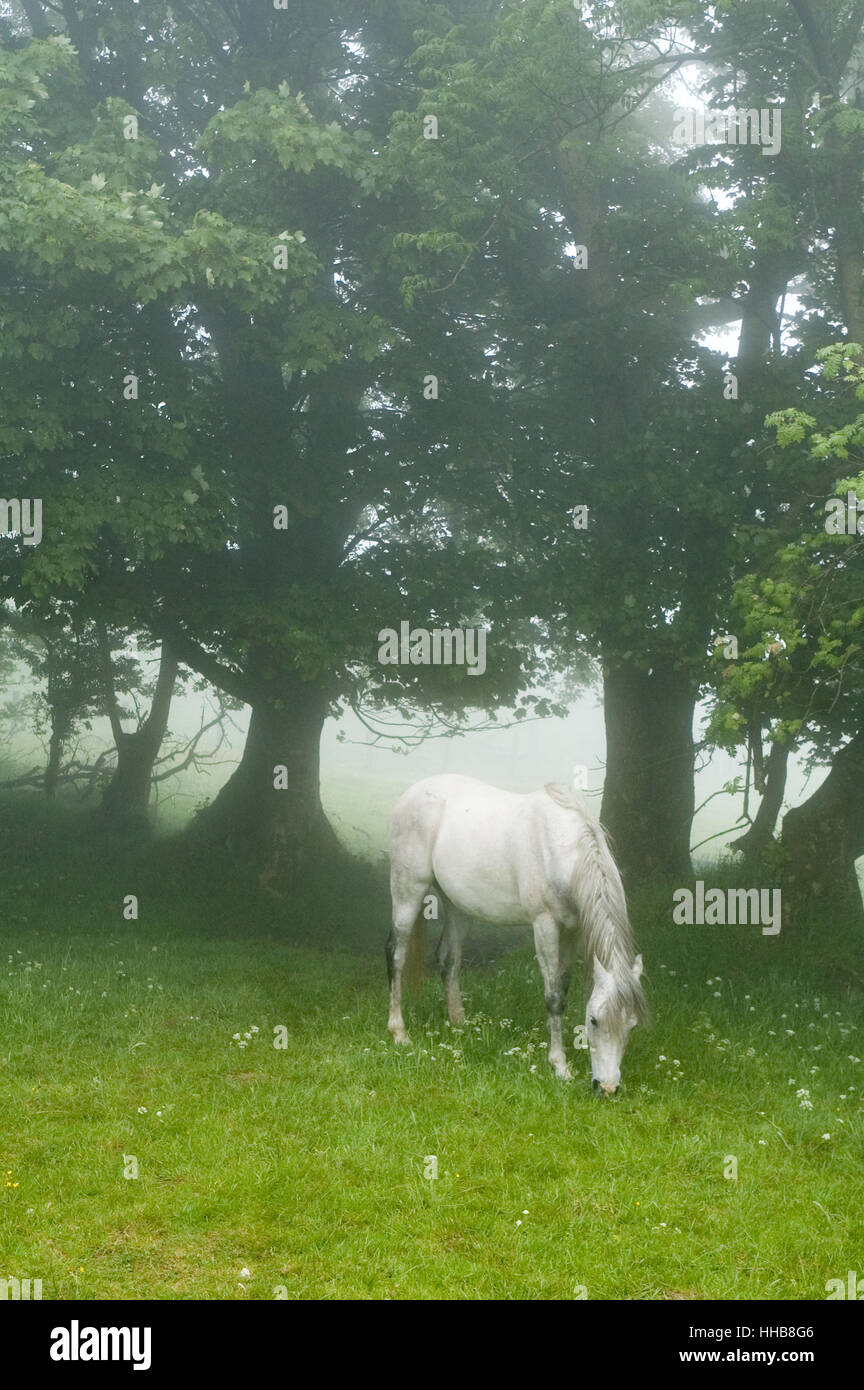 Le pâturage de chevaux arabes tranquillement dans la brume Banque D'Images