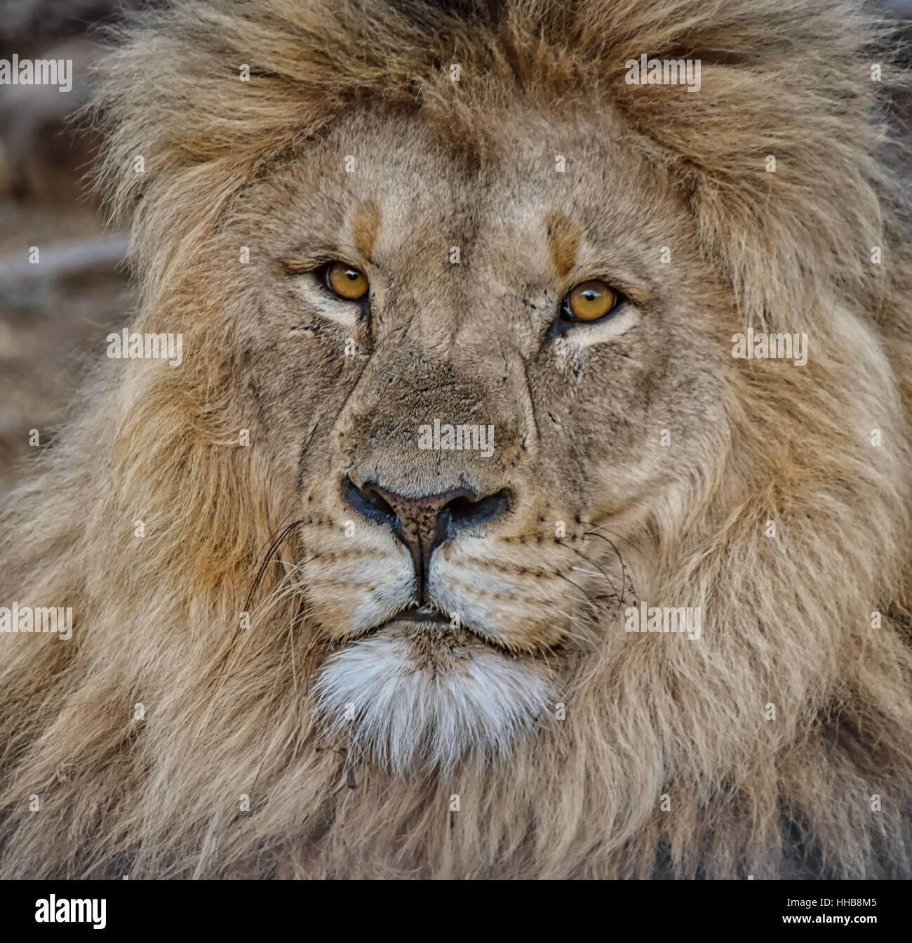 Lion mâle dans le sud de savane africaine Banque D'Images