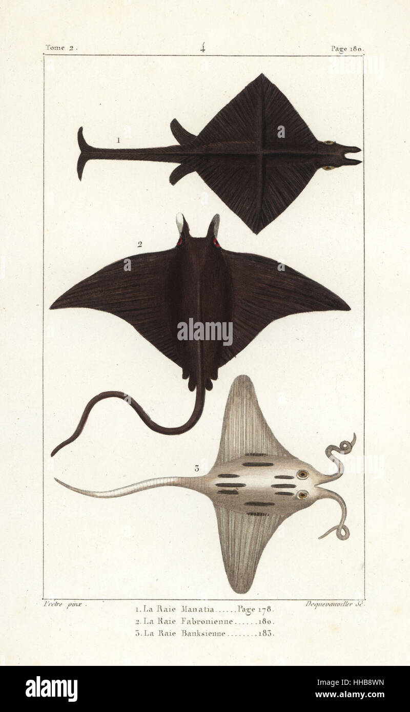 Raie Manta, Manta birostris, devil ray, Mobula mobular, et reef raie manta, Manta alfredi. La gravure sur cuivre coloriée par Dequevauviller après une illustration par Jean-Gabriel pretre de Bernard Germain de Lacépède, Histoire naturelle des quadrupèdes ovipares, des serpents, des poissons et des cétacés, Eymery, Paris, 1825. Banque D'Images