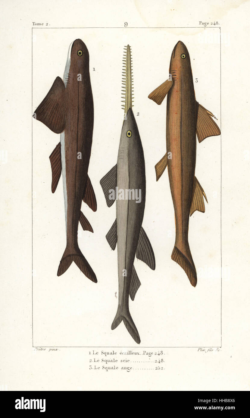 Leafscale Centrophorus squamosus, requin-(vulnérable), le poisson-scie, Pristiophorus cirratus (en voie de disparition), et angel shark, Squatina squatina (critique d'extinction). La gravure sur cuivre coloriée par Plee après une illustration par Jean-Gabriel pretre de Bernard Germain de Lacépède, Histoire naturelle des quadrupèdes ovipares, des serpents, des poissons et des cétacés, Eymery, Paris, 1825. Banque D'Images