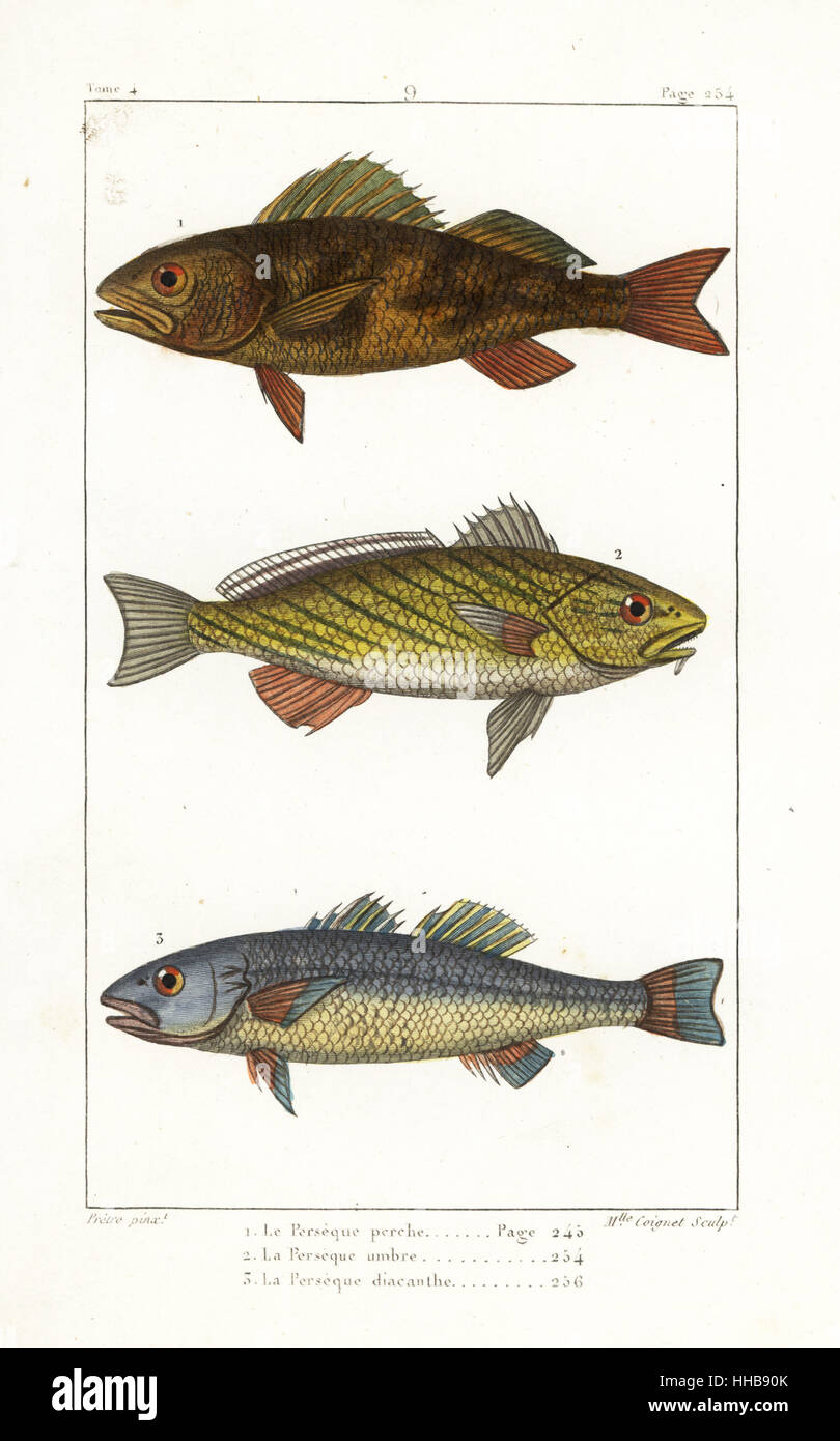 La perche, Perca fluviatilis, Umbrina cirrosa shi, tambour, et le bar, Dicentrarchus labrax. La gravure sur cuivre coloriée par Mlle Coignet après une illustration par Jean-Gabriel pretre de Bernard Germain de Lacépède, Histoire naturelle des quadrupèdes ovipares, des serpents, des poissons et des cétacés, Eymery, Paris, 1825. Banque D'Images