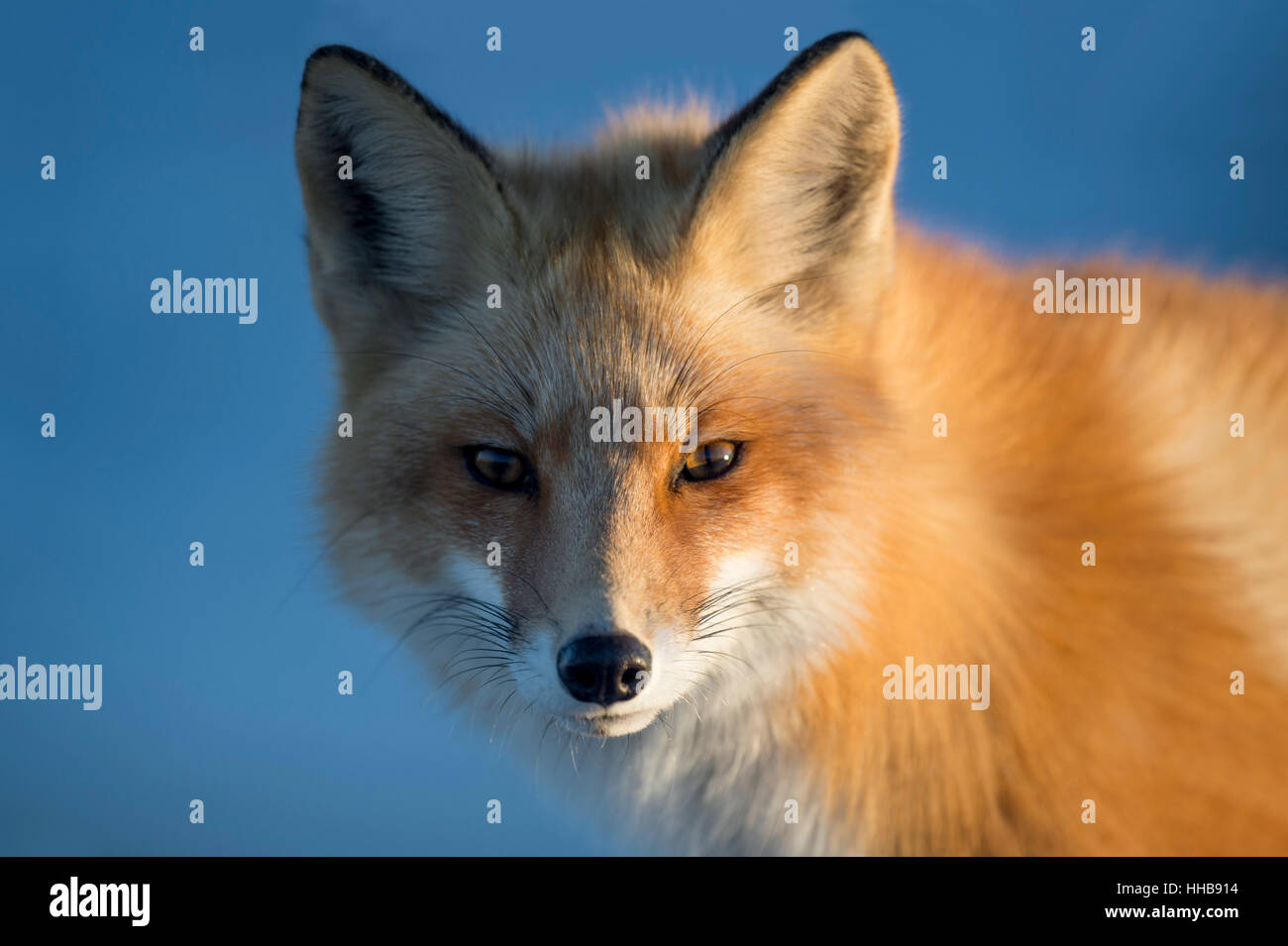 Le soleil de fin de soirée s'allume un côté d'un renard roux. Banque D'Images Le soleil de fin de soirée s'allume un côté d'un renard roux. Banque D'Images