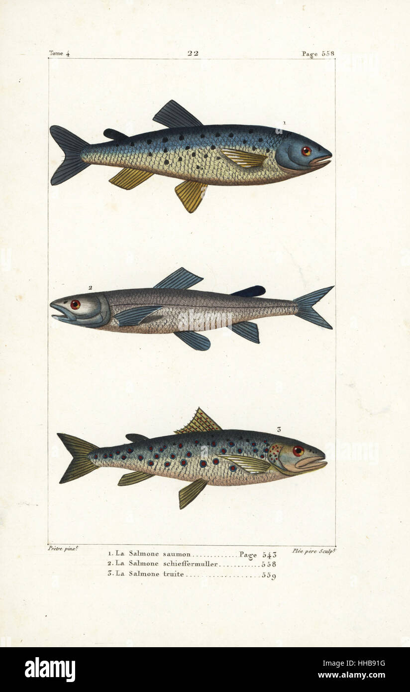 Le saumon atlantique, Salmo salar 1, d'argent, Salmo 2 schiefermuelleri (disparue), et la truite de mer (Salmo trutta 3. La gravure sur cuivre coloriée par Plee Sr. après une illustration par Jean-Gabriel pretre de Bernard Germain de Lacépède, Histoire naturelle des quadrupèdes ovipares, des serpents, des poissons et des cétacés, Eymery, Paris, 1825. Banque D'Images