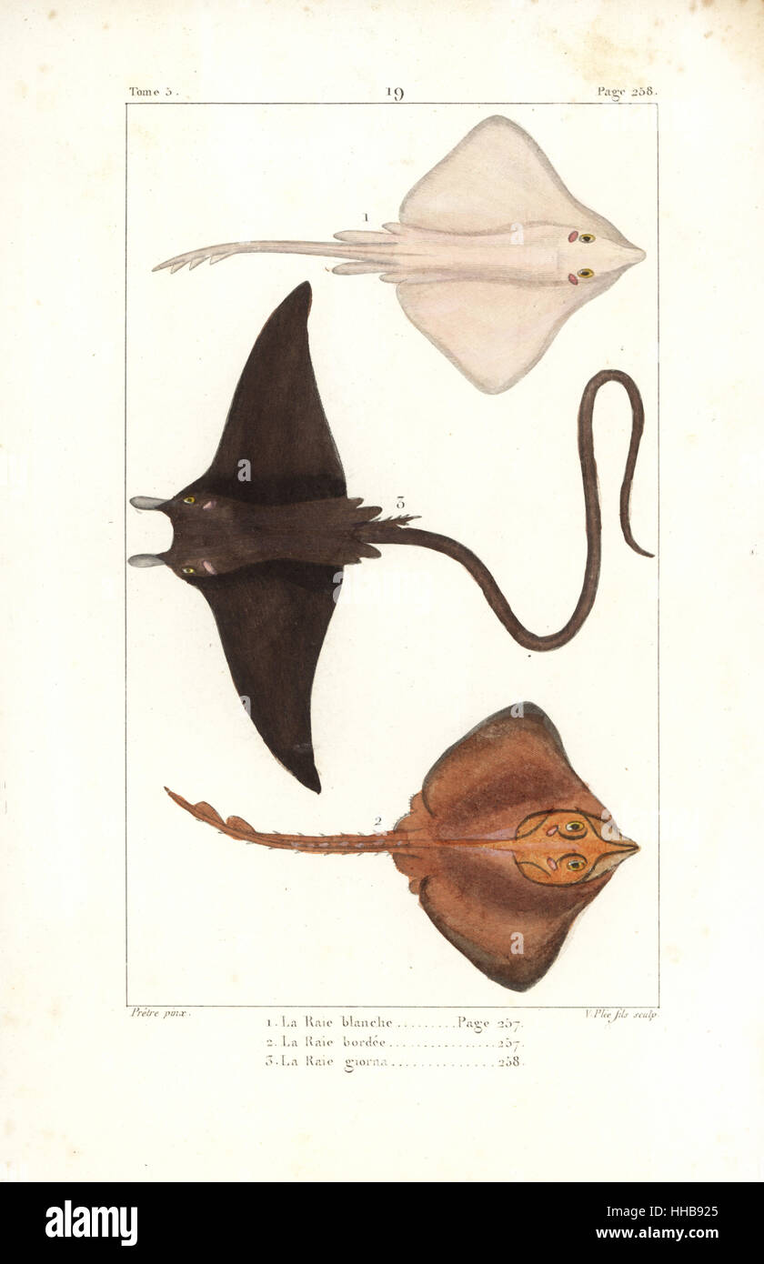 La raie, blanche, Rostroraja alba (en voie de disparition) 1,2, et devil ray, Mobula mobular 3. La gravure sur cuivre coloriée par C. Plee Jr. après une illustration par Jean-Gabriel pretre de Bernard Germain de Lacépède, Histoire naturelle des quadrupèdes ovipares, des serpents, des poissons et des cétacés, Eymery, Paris, 1825. Banque D'Images