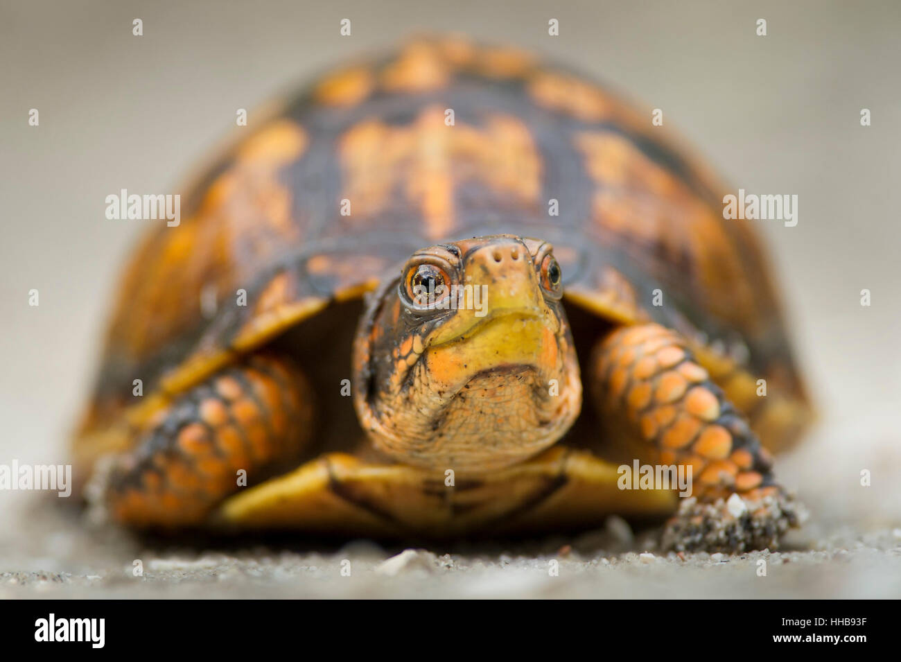 Un portrait d'une tortue tabatière. Banque D'Images