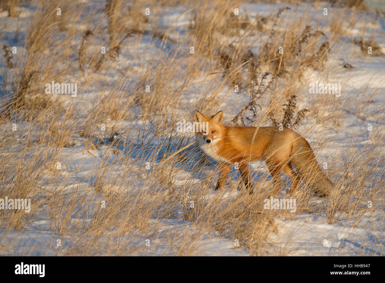 Le soleil de fin de soirée était juste comme le renard roux se tenait dans les hautes herbes des dunes. Prises le long de la côte du sud du New Jersey. Banque D'Images