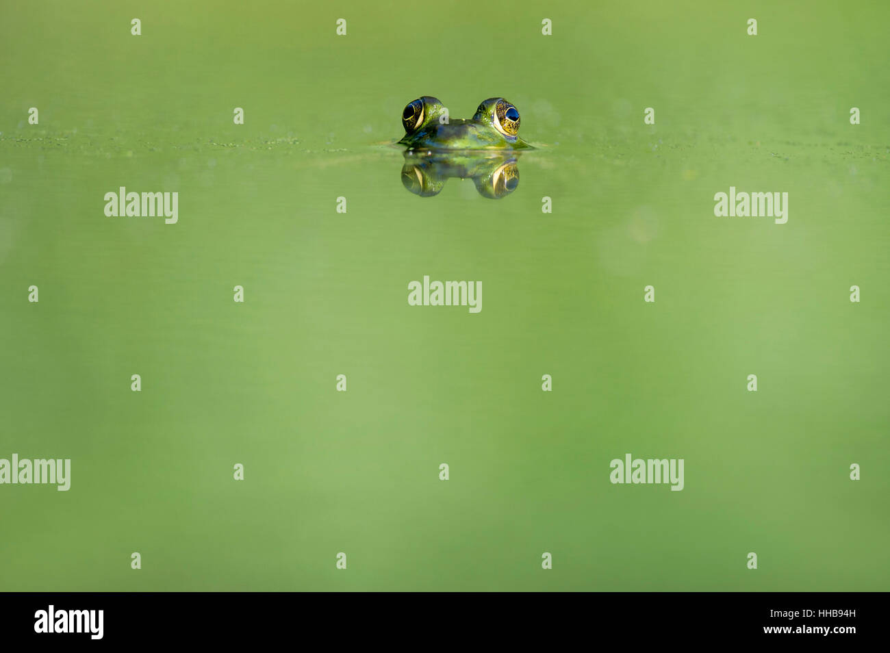 Les yeux de grenouille sur la surface d'un petit étang vert un jour d'été. Banque D'Images