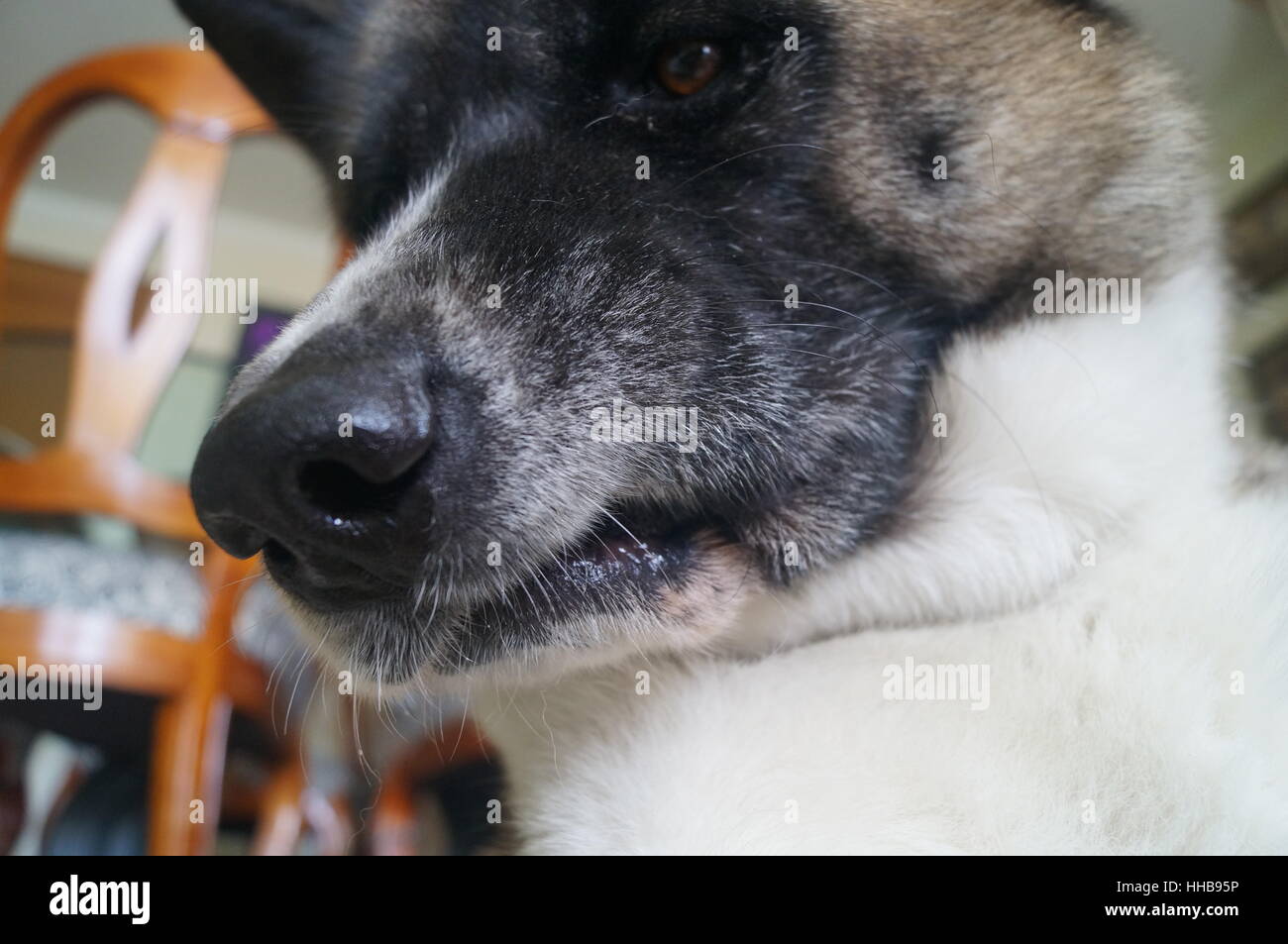 Un jour gris de la vie de Hachiko Banque D'Images