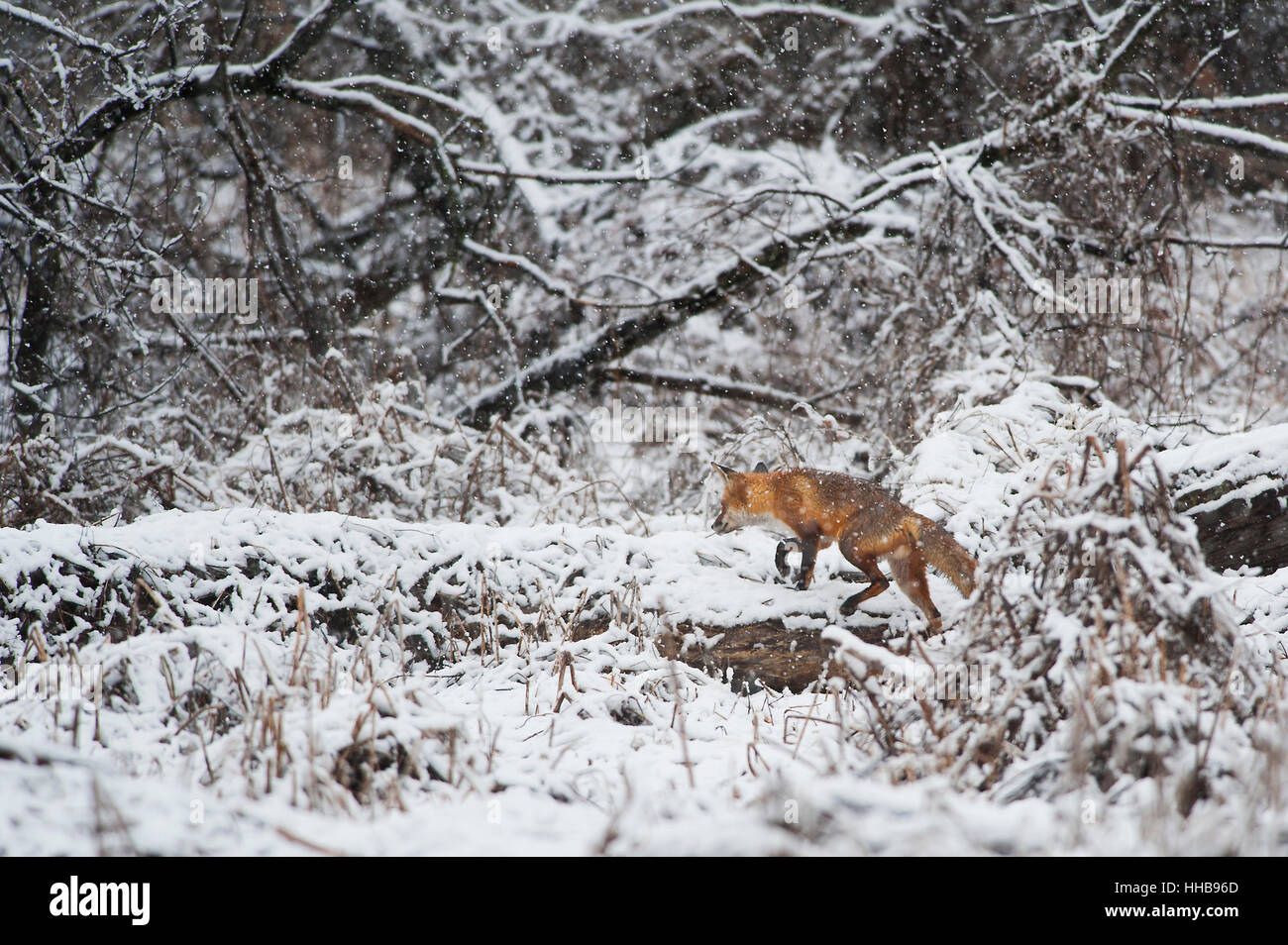 Un renard roux promenades le long d'un arbre tombé dans une neige de printemps dans le sud du New Jersey. Banque D'Images