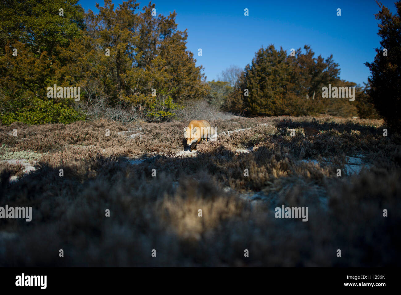 Un renard roux branches le long d'un chemin dans les dunes de sable du sud du New Jersey sur une journée ensoleillée. Banque D'Images
