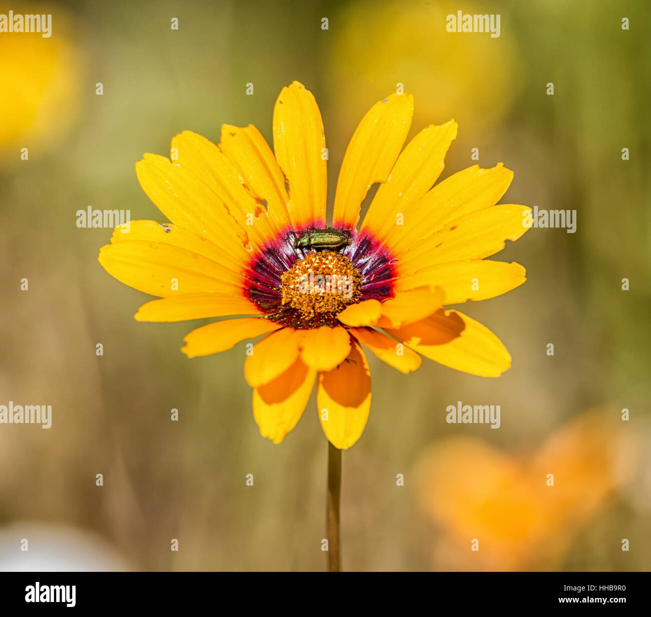 Ursinia calenduliflora Parachute (Daisy) wildlfower dans le Namaqualand, Afrique du Sud Banque D'Images