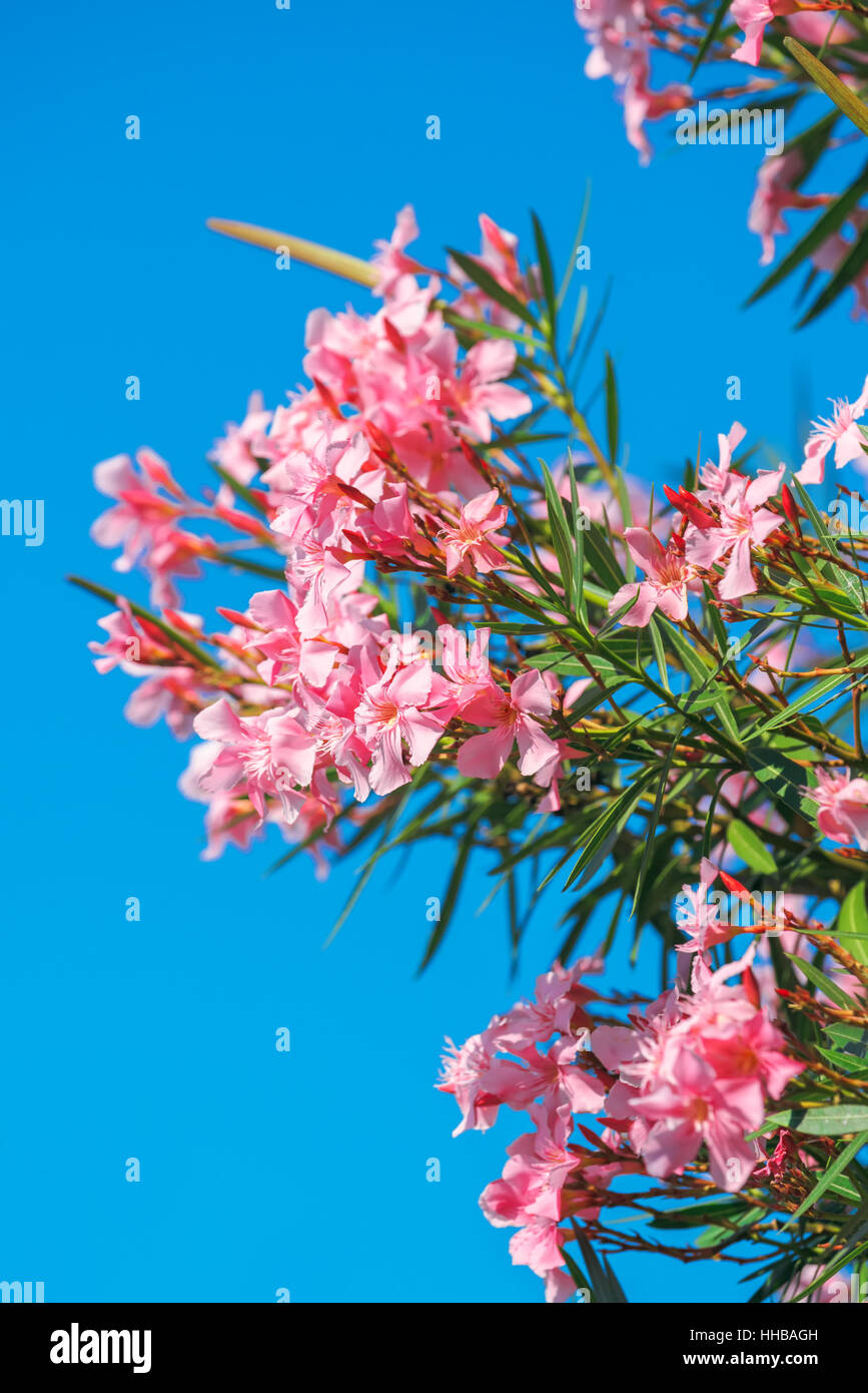 Belles fleurs rose Nerium oleander contre ciel bleu lumineux sur la journée d'été Banque D'Images