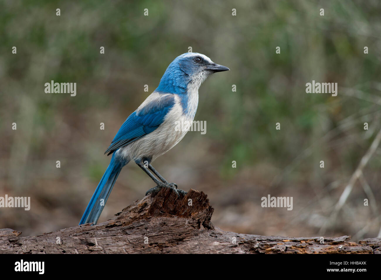 A Florida Scrub Jay perché sur un journal avec un regard curieux dans les après-midi du soleil. Banque D'Images