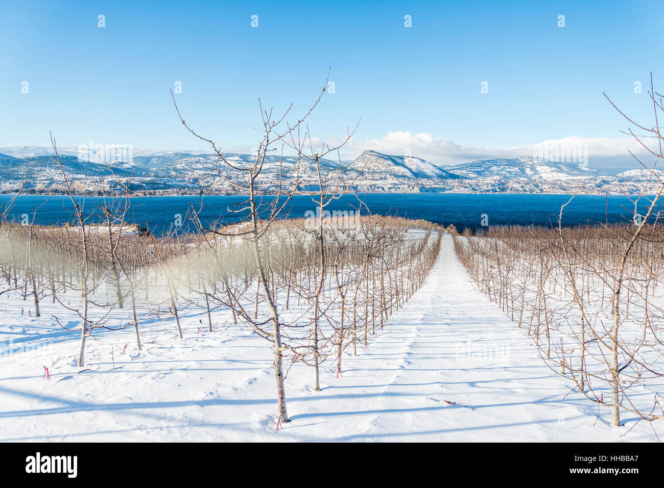 Verger, Naramata Bench, British Columbia, Canada. Banque D'Images