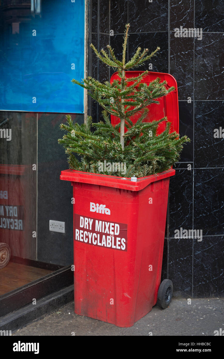 Un arbre de Noël dans un wheelie bin prêts à être recyclés. Banque D'Images