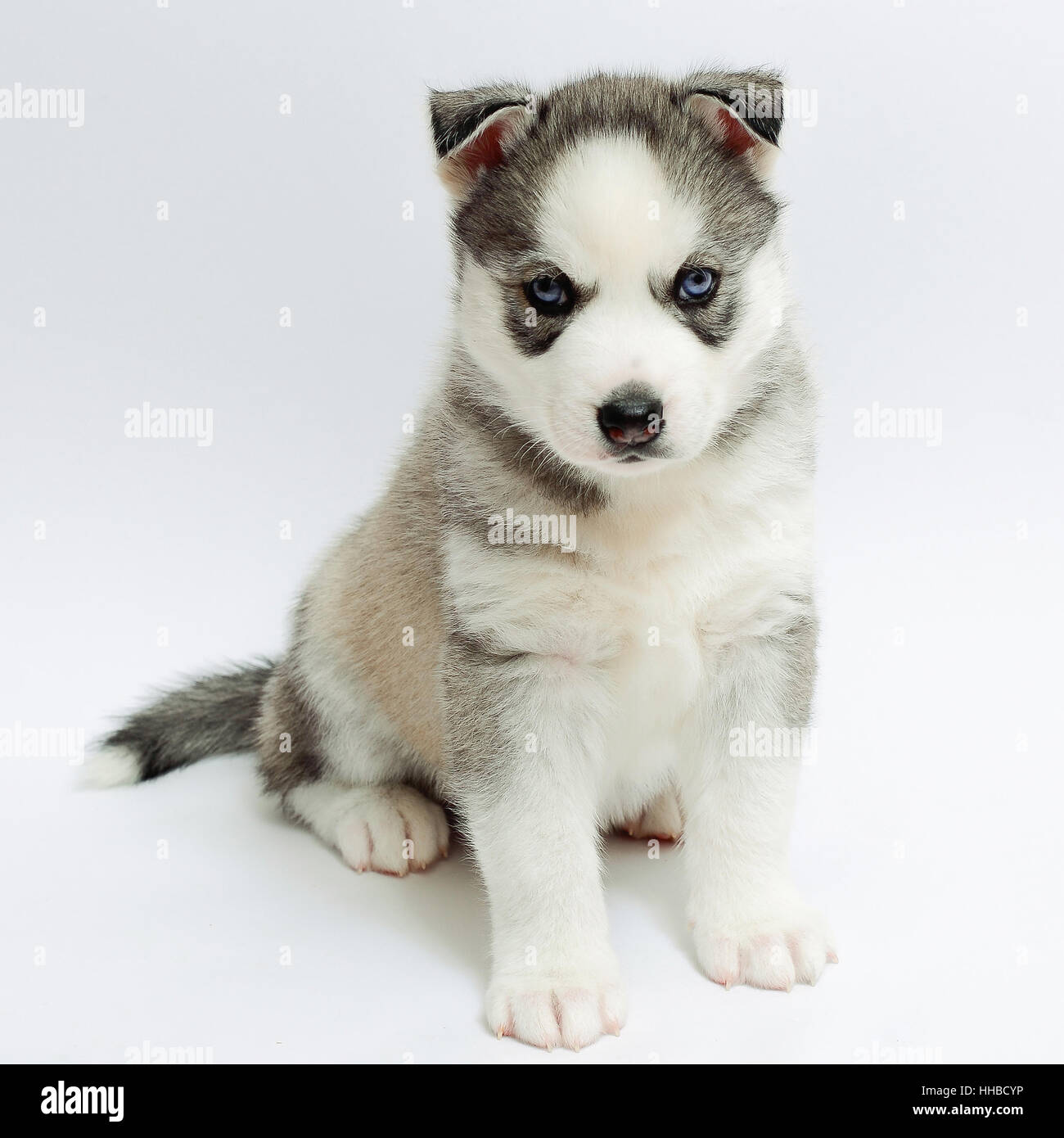 Petit Chiot Husky Sur Fond Blanc Photo Stock Alamy