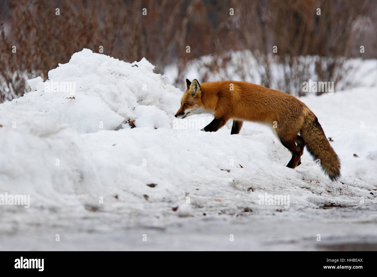 Un renard sauvage en hiver. Banque D'Images