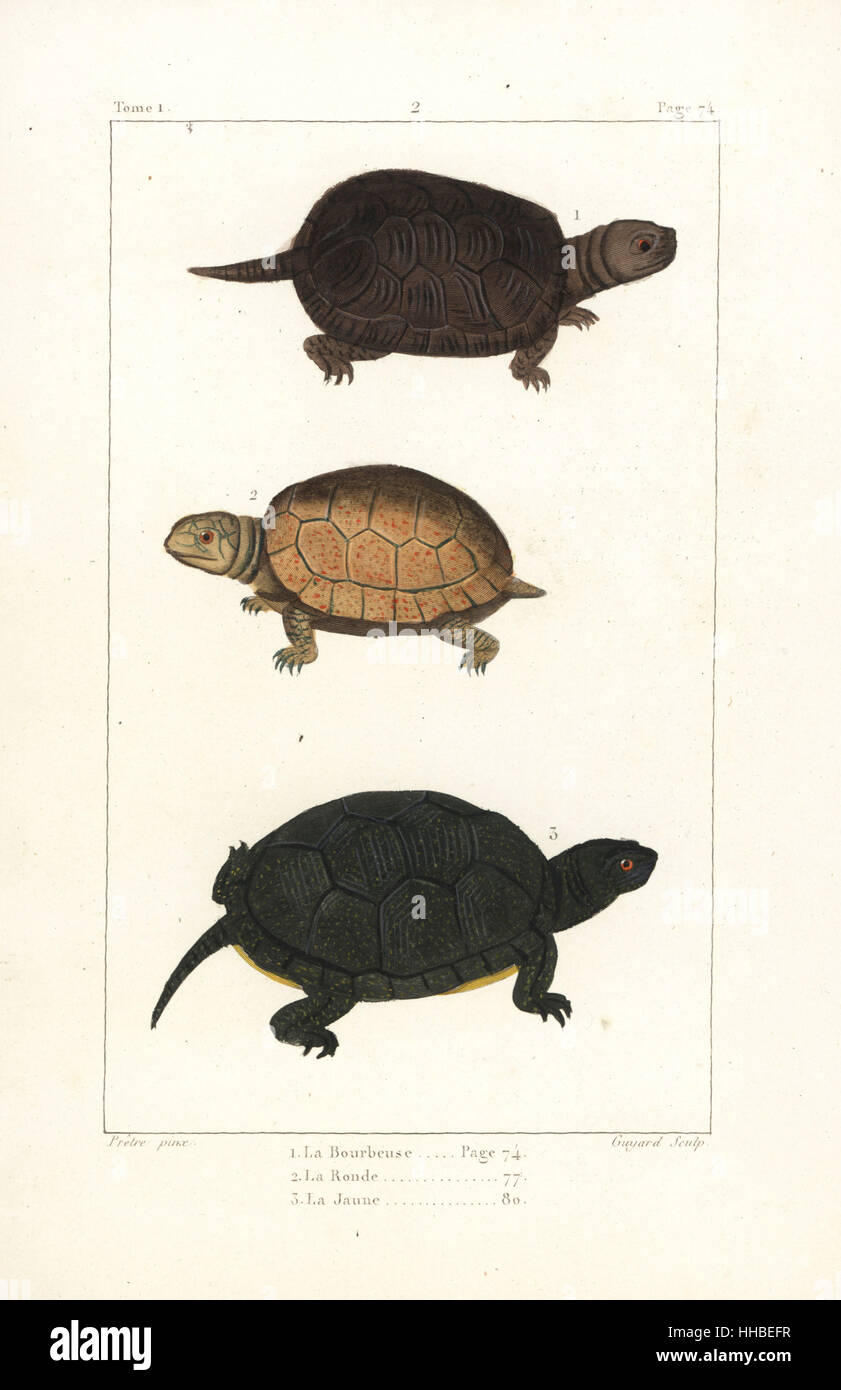 Tortue de l'1,2, Emys orbicularis (quasi menacé) et jaune, 3 tortue Chelonoidis denticulata. Coloriée à la gravure sur cuivre par Jean Baptiste Guyard après une illustration par Jean-Gabriel pretre de Bernard Germain de Lacépède, Histoire naturelle des quadrupèdes ovipares, des serpents, des poissons et des cétacés, Eymery, Paris, 1825. Banque D'Images