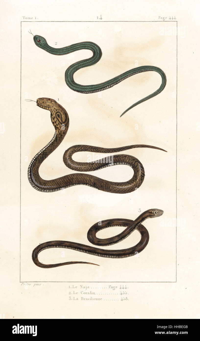 Cobra indien, Naja naja 1, cobra 2 Péruvien, Naja tripudians, et brésilien, 3 cobra Naja brasiliensis. La gravure sur cuivre coloriée après une illustration par Jean-Gabriel pretre de Bernard Germain de Lacépède, Histoire naturelle des quadrupèdes ovipares, des serpents, des poissons et des cétacés, Eymery, Paris, 1825. Banque D'Images