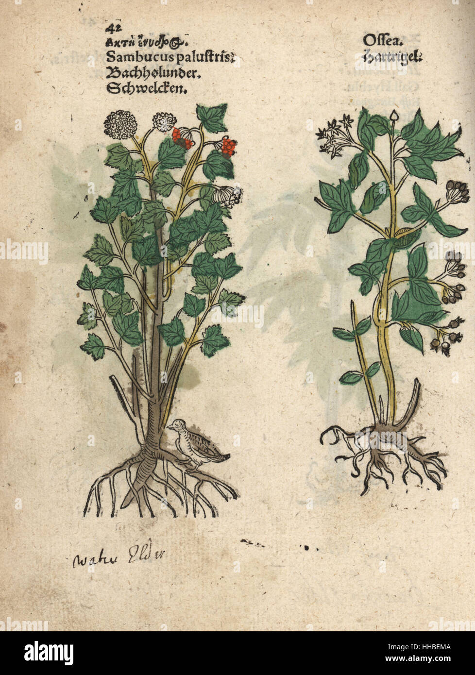 Arbre généalogique d'un aîné, Sambucus palustris, et le cornouiller, Cornus espèce ? Gravure sur bois coloriée à la gravure d'une illustration botanique d'Adam Lonicer Krauterbuch's, ou de plantes médicinales, Francfort, 1557. Cette d'une édition pirate du 17e siècle ou des illustrations de l'atlas, avec légendes en latin, grec, français, italien, allemand, et en anglais manuscrit. Banque D'Images