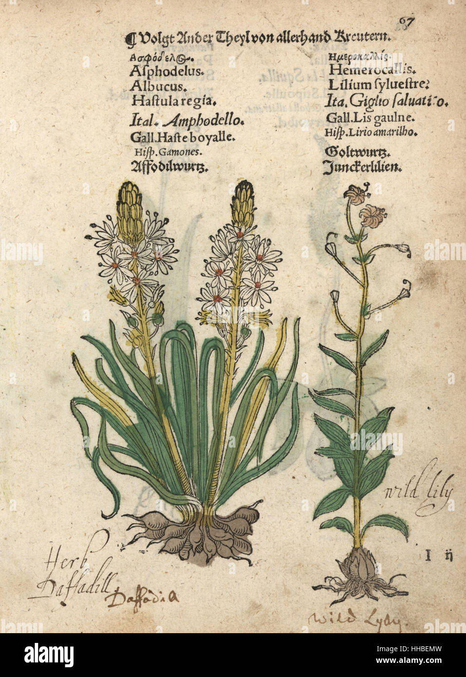 Asphodèle blanc Asphodelus albus, et Wild Lily, Lilium sylvestre. Gravure sur bois coloriée à la gravure d'une illustration botanique d'Adam Lonicer Krauterbuch's, ou de plantes médicinales, Francfort, 1557. Cette d'une édition pirate du 17e siècle ou des illustrations de l'atlas, avec légendes en latin, grec, français, italien, allemand, et en anglais manuscrit. Banque D'Images