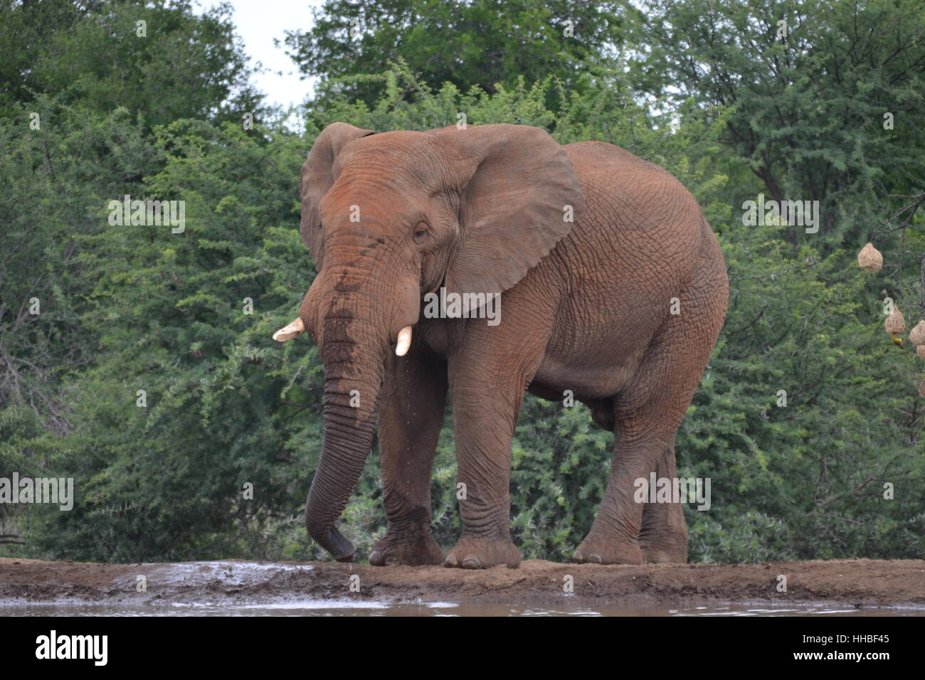 L'éléphant d'Afrique du Sud Banque D'Images