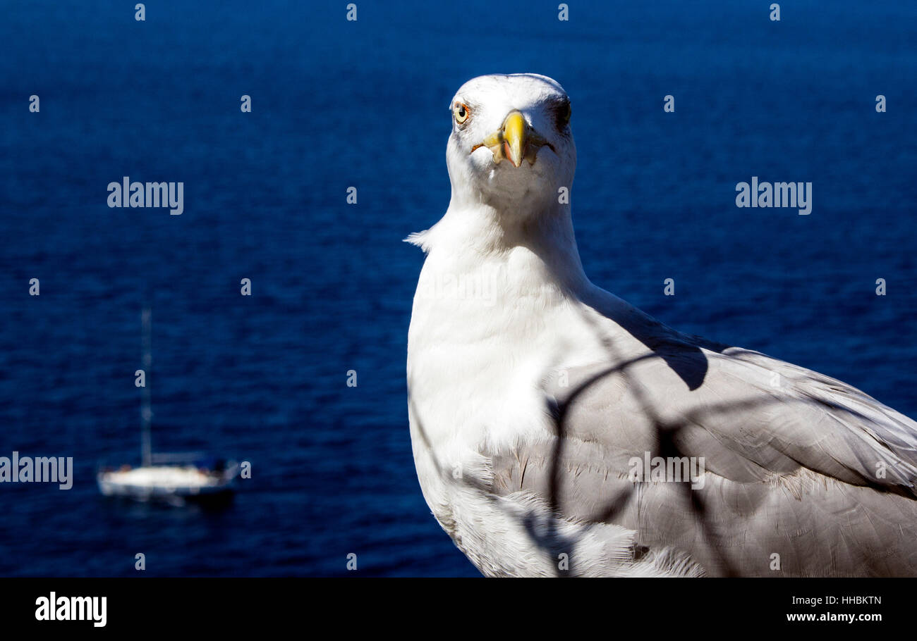 Seagull close up à la recherche à la came. Dans l'arrière-plan, la mer Méditerranée en Italie Banque D'Images