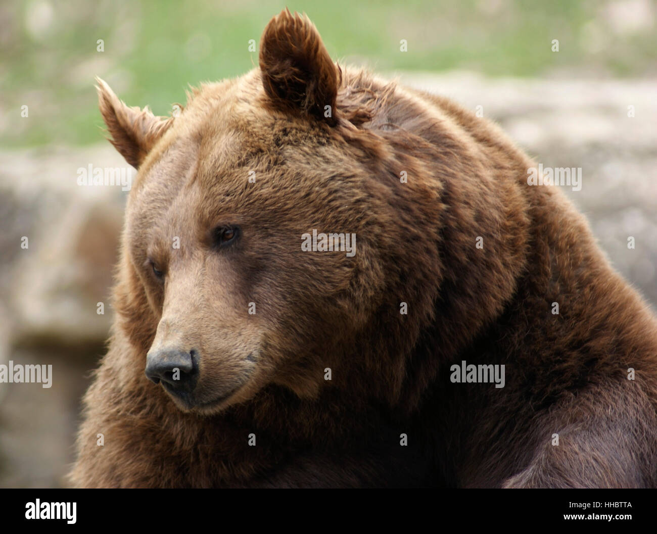 Portrait d'un ours brun à la bas Banque D'Images