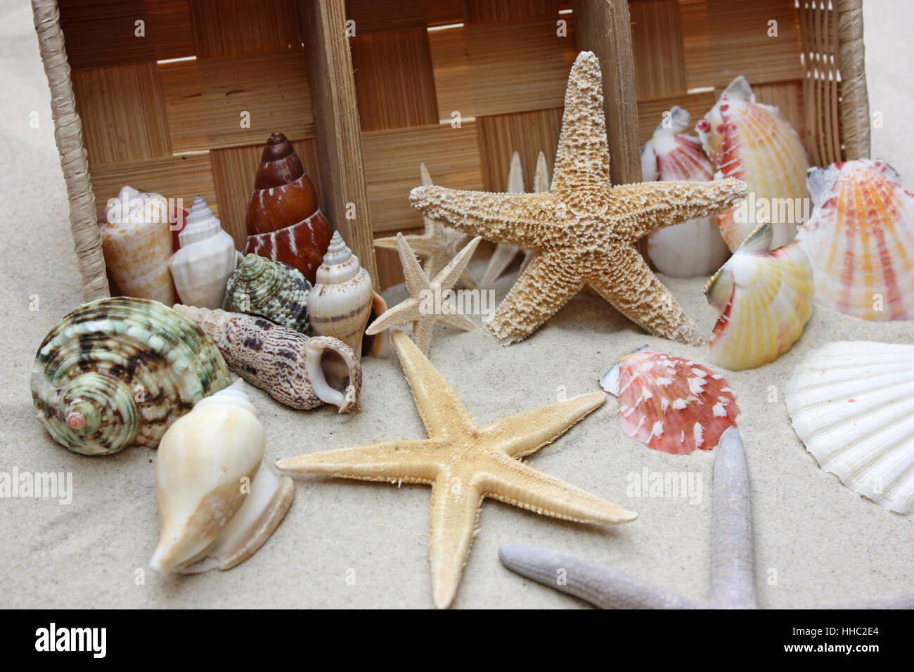 Plage, mer, la plage, mer, plage de sable fin, des étoiles de mer, les animaux, Banque D'Images