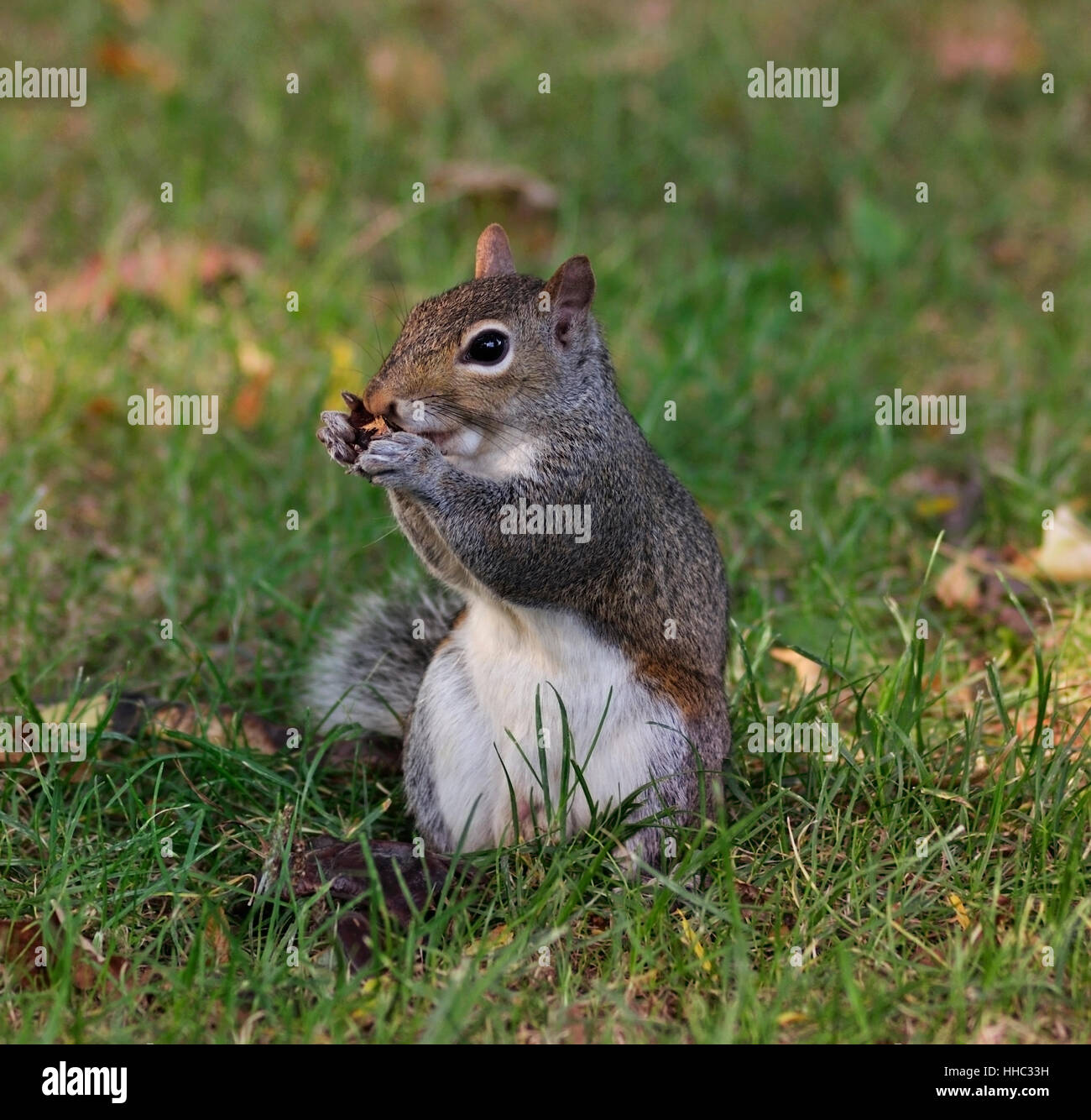 Parc, animal, sauvage, de la faune, l'écureuil, l'alimentation, manger, manger, mange, gris, gris, Banque D'Images