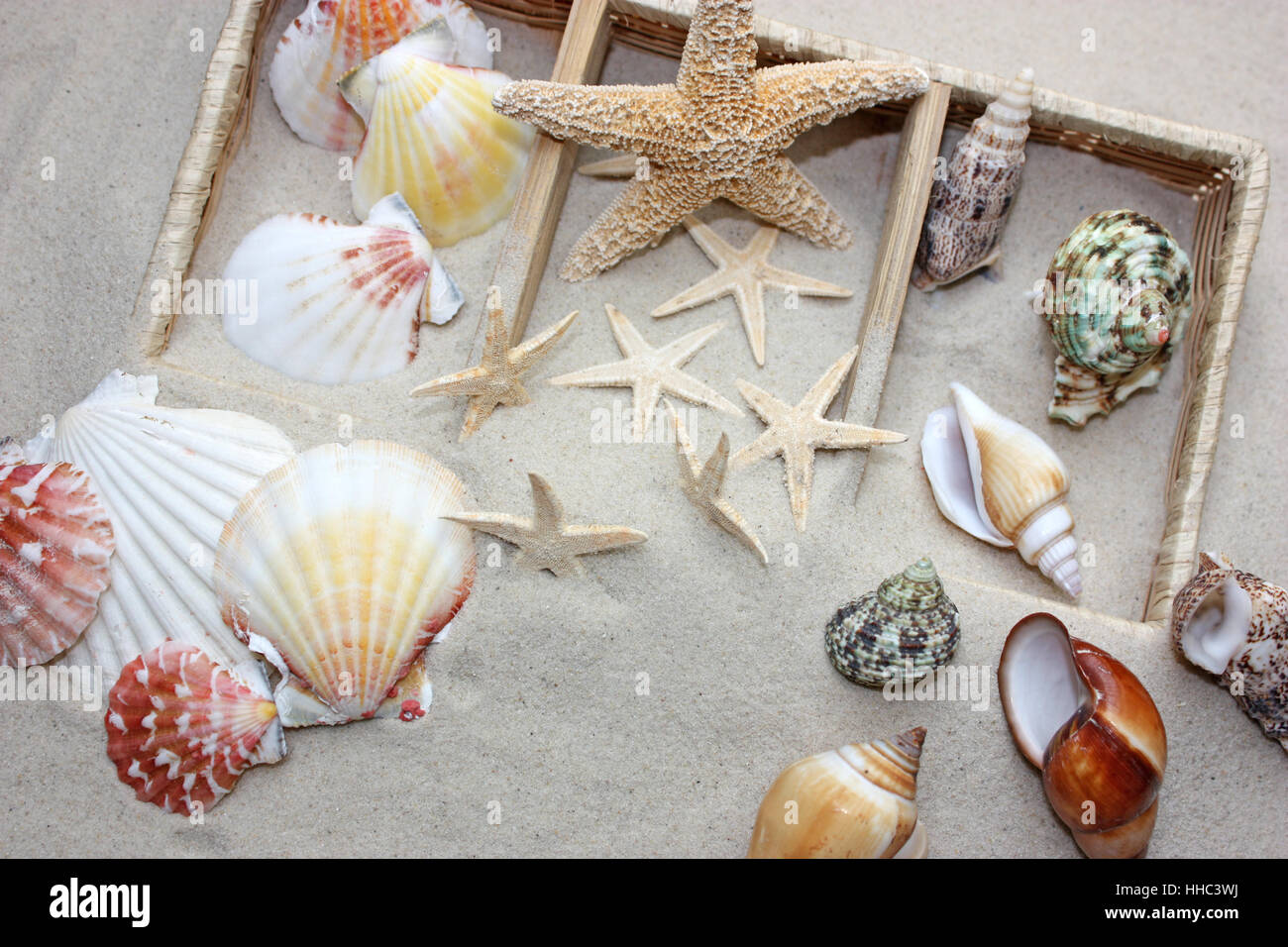 Plage, mer, la plage, mer, plage de sable fin, des étoiles de mer, les animaux, Banque D'Images