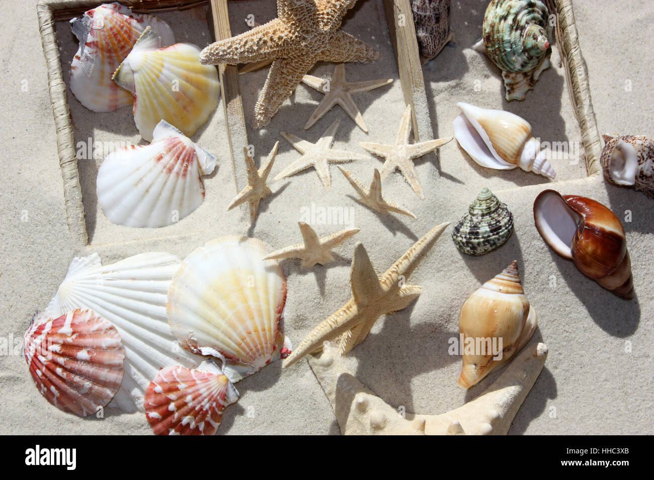 Plage, mer, la plage, mer, plage de sable fin, des étoiles de mer, les animaux, Banque D'Images