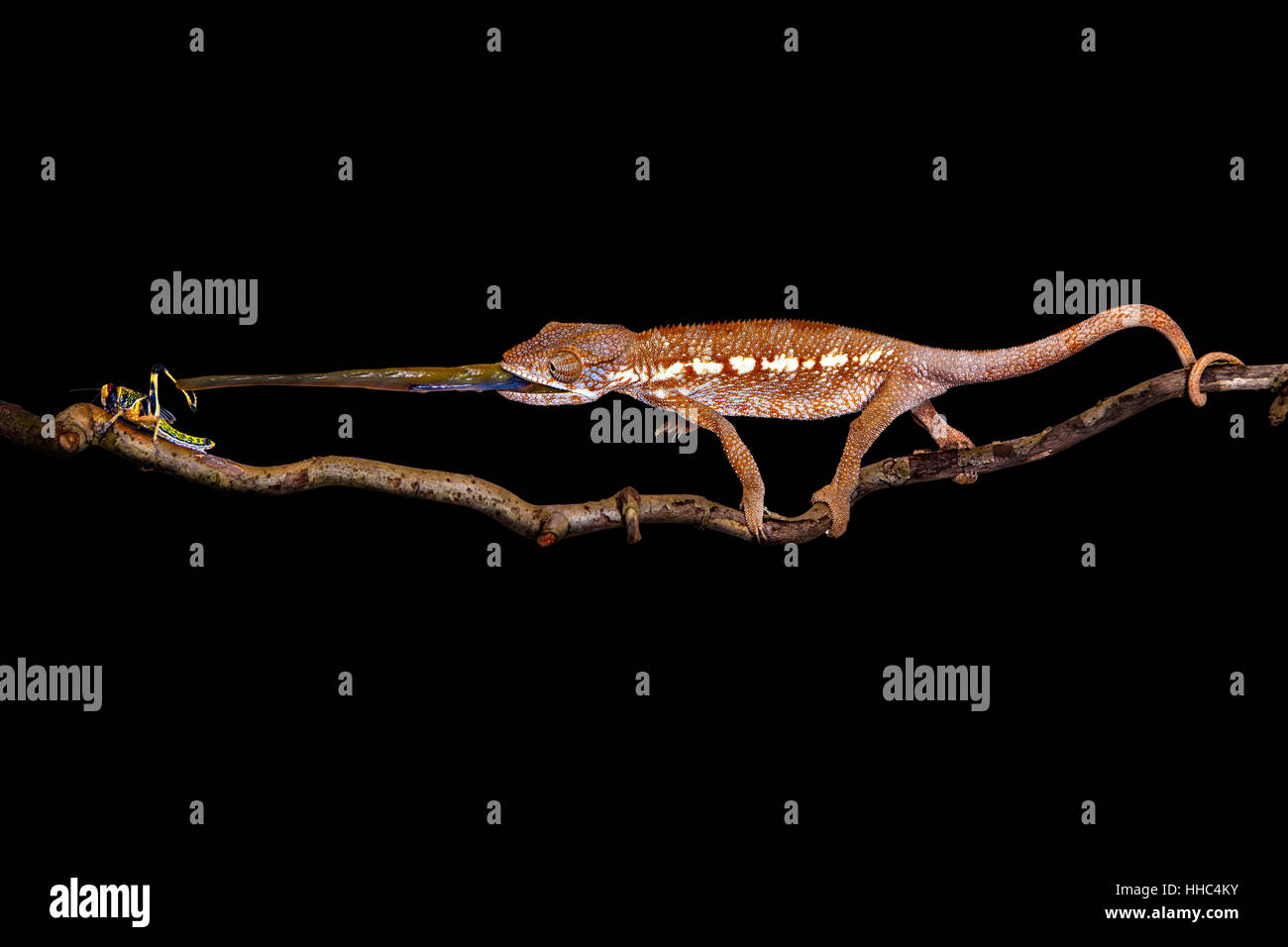 Frapper, branche, but, objectif, sauterelle, afficher le contact, pris, a rencontré, à regarder, Banque D'Images