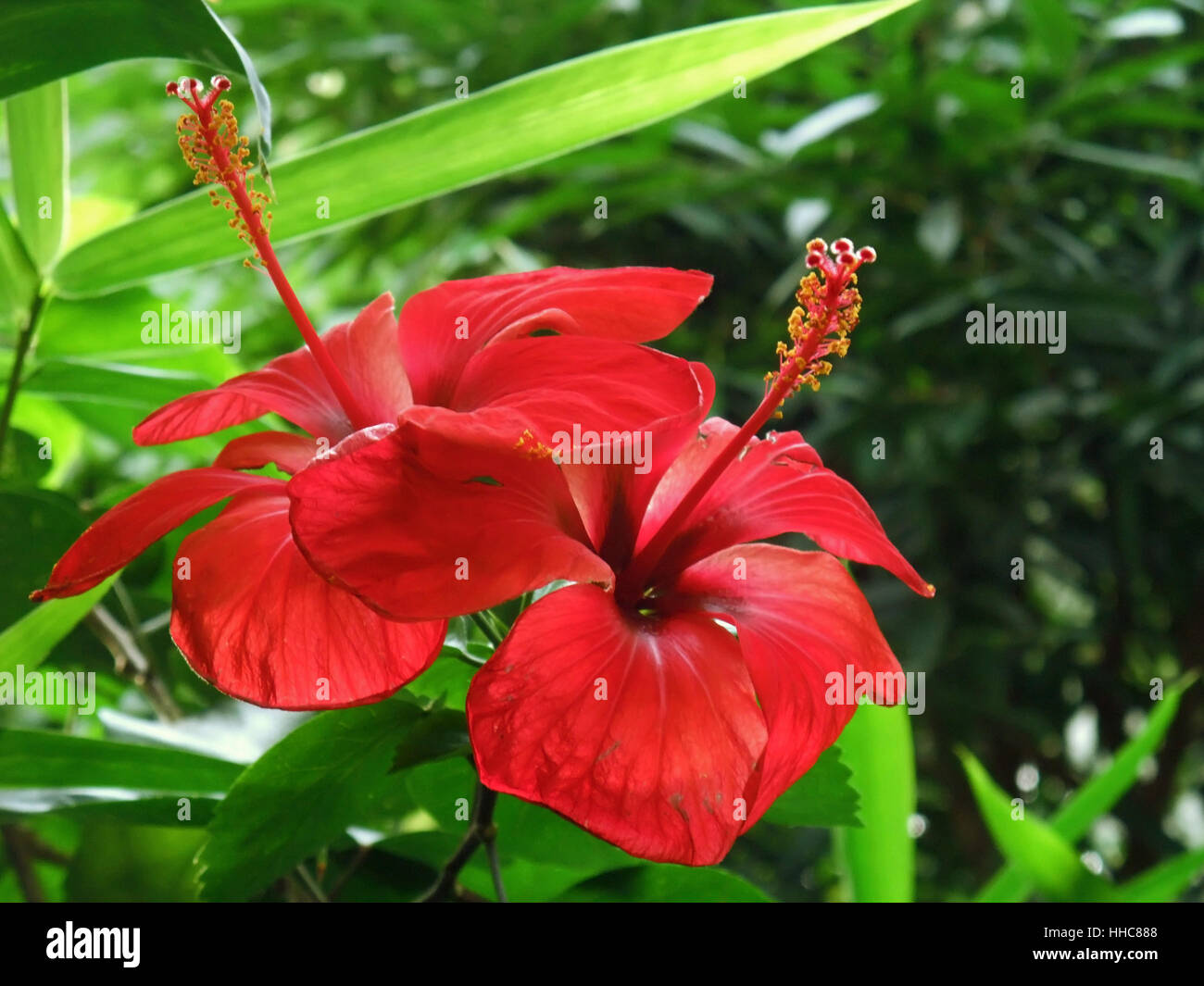 Couleur rouge vif des fleurs tropicales dans une ambiance naturelle verte leavy Banque D'Images