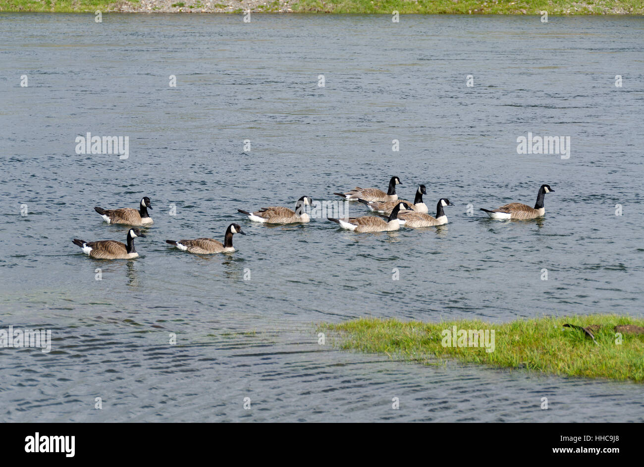 Les animaux, l'Amérique, le canard, les ailes, d'oiseaux, parc national, tourisme, animaux, l'été, Banque D'Images