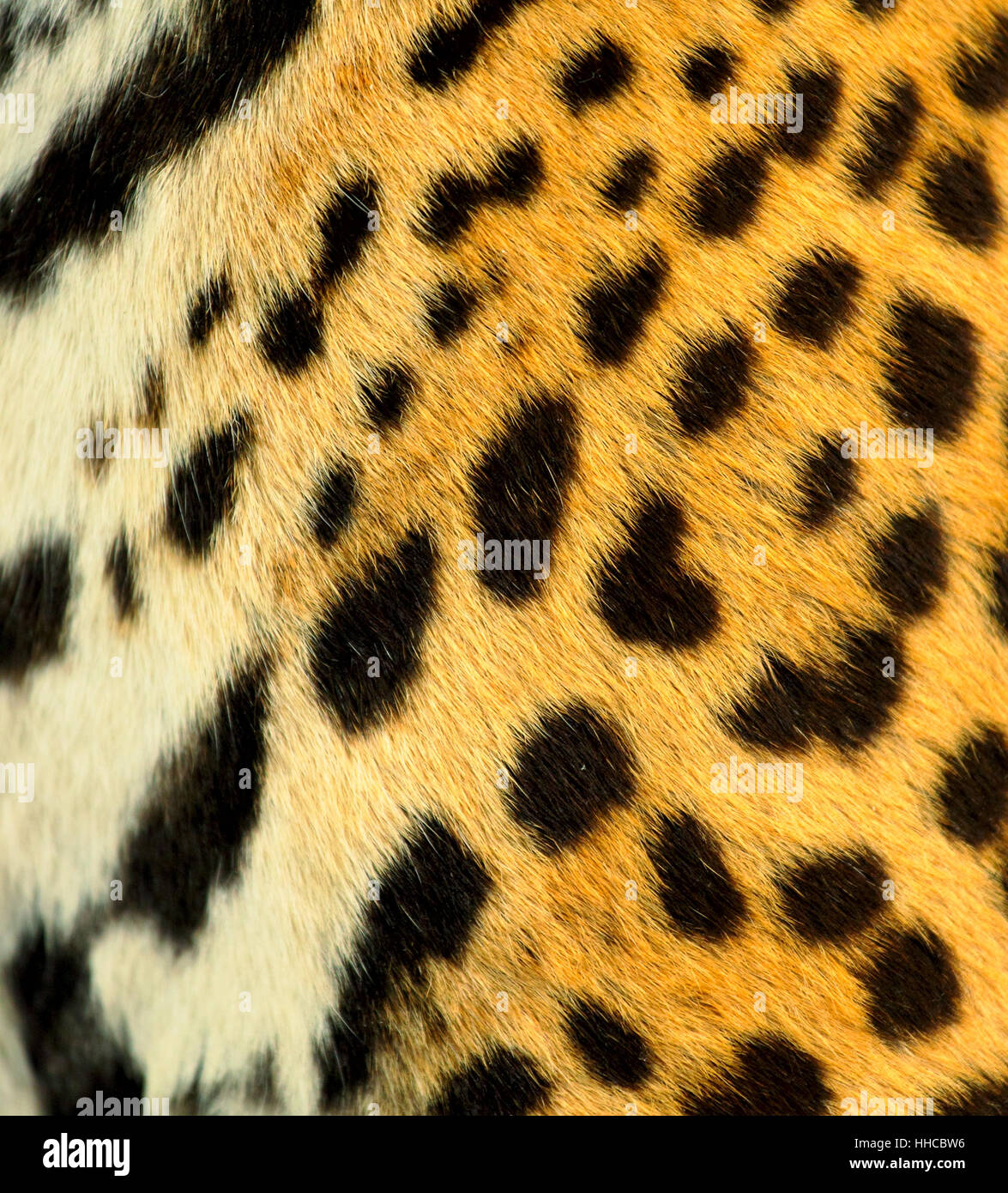 L Afrique La Peau La Fourrure Cacher Camoufler Chat Gros Chat Felin Predateur Leopard Photo Stock Alamy