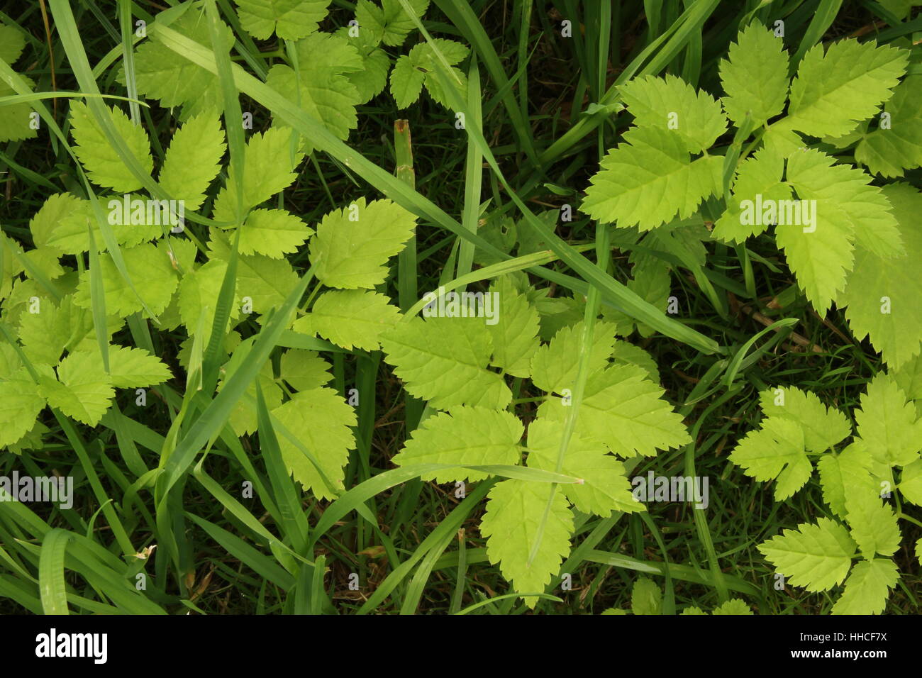 La lutte contre les mauvaises herbes, Page, feuille, plante, nature, macro, close-up, Close up, admission macro Banque D'Images
