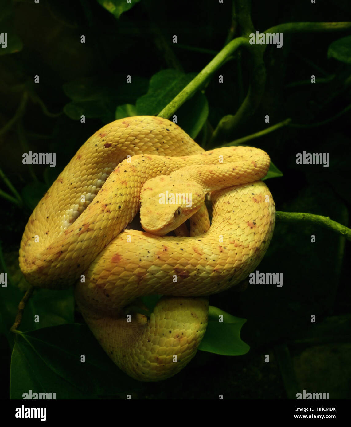 Spire serpent jaune alors qu'elle repose sur des rameaux vert en vert foncé retour Banque D'Images