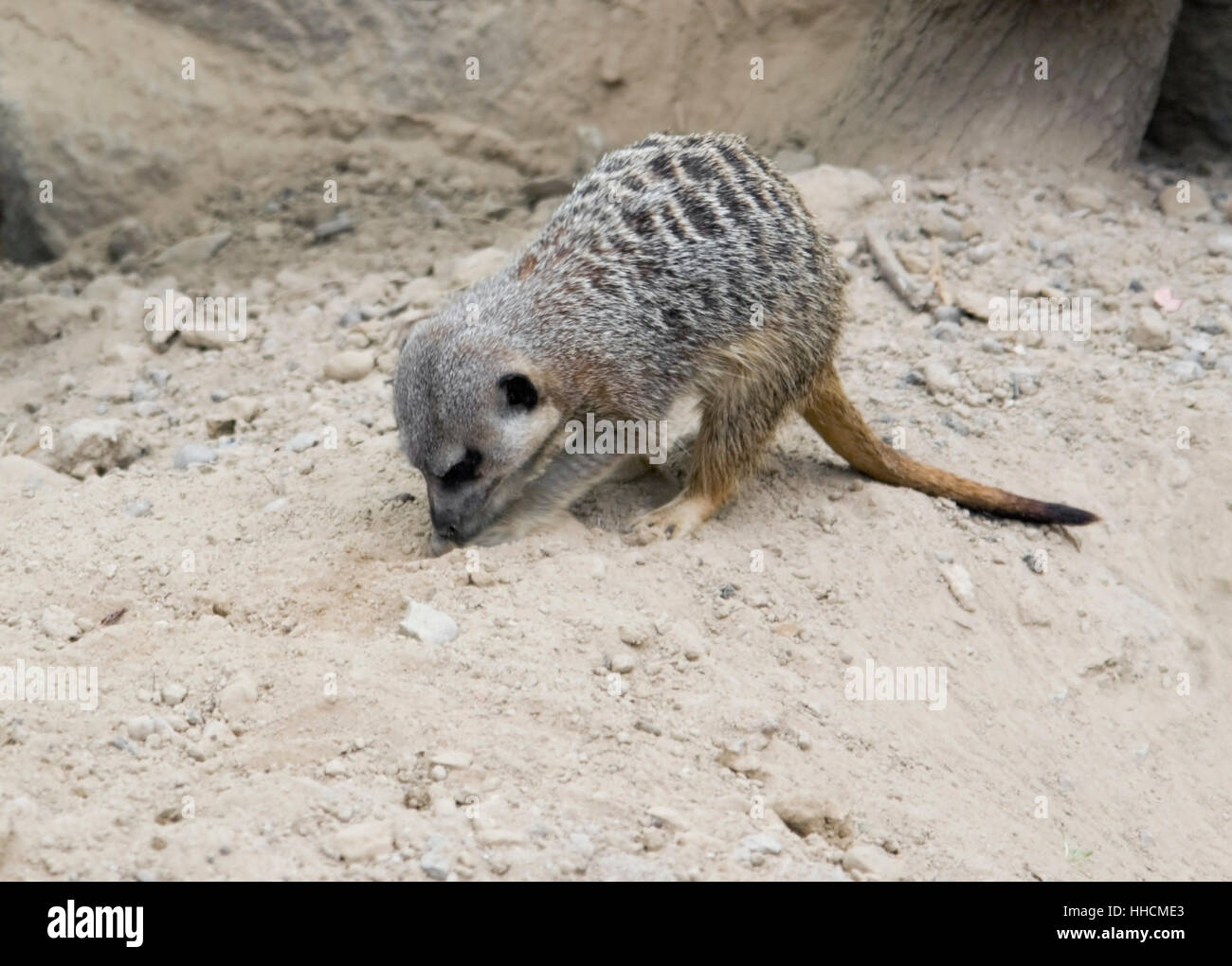 Un Meerkat sur Sandy Ground Banque D'Images