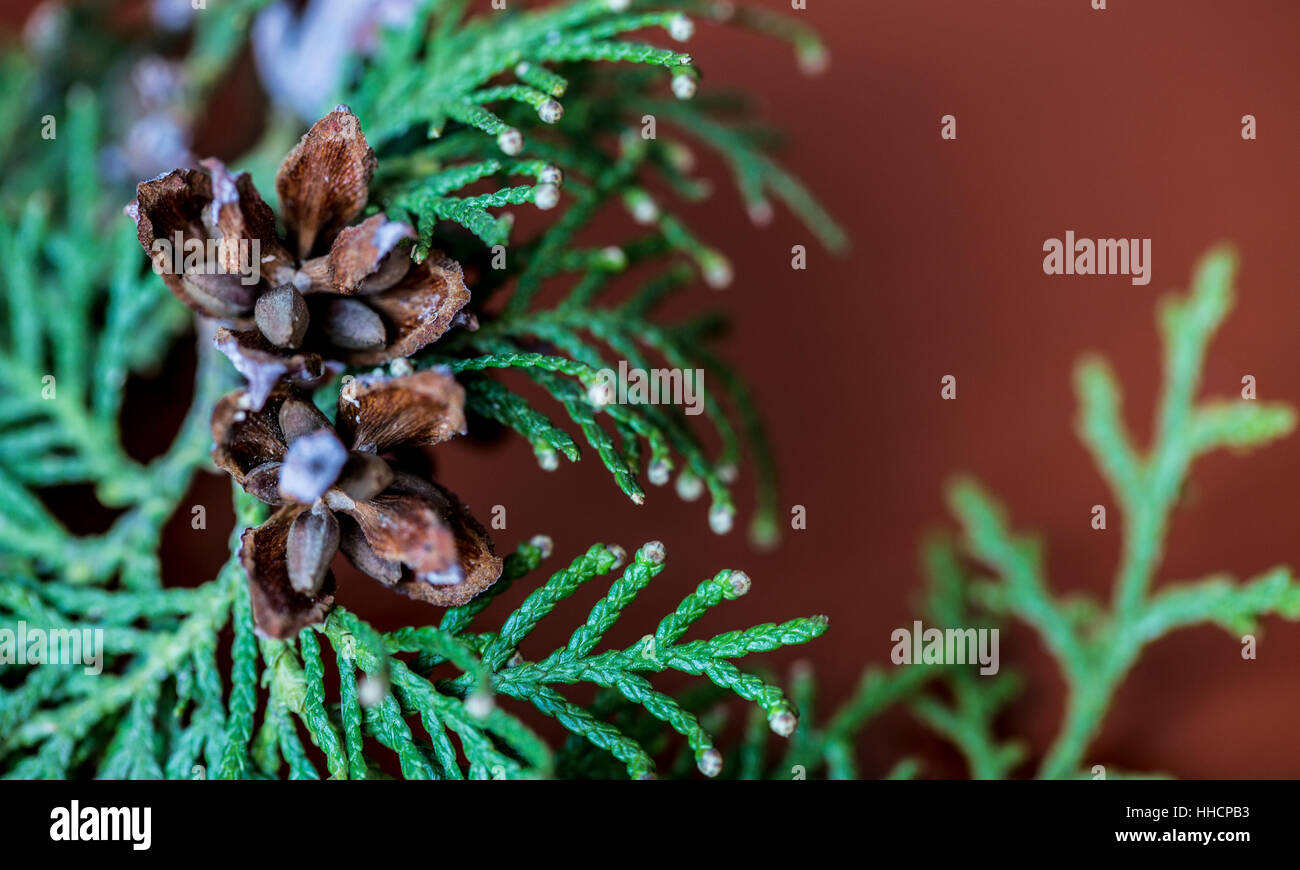 Still Life photo avec un plan macro sur un concept illustrant l'hiver. Banque D'Images