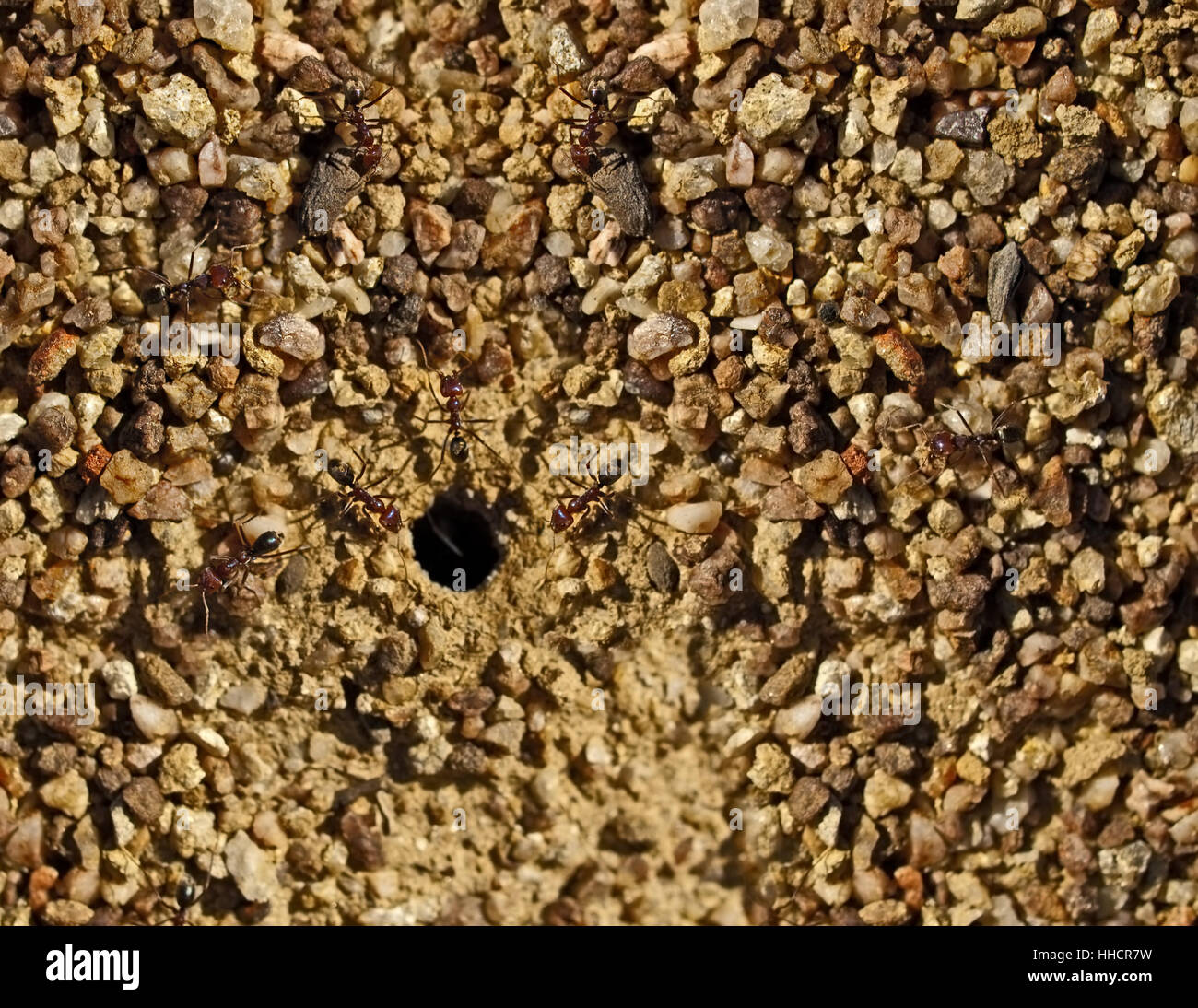 Granit, texture, libre, insecte, ant, brown, brunâtres, brunette, rugueux, Banque D'Images